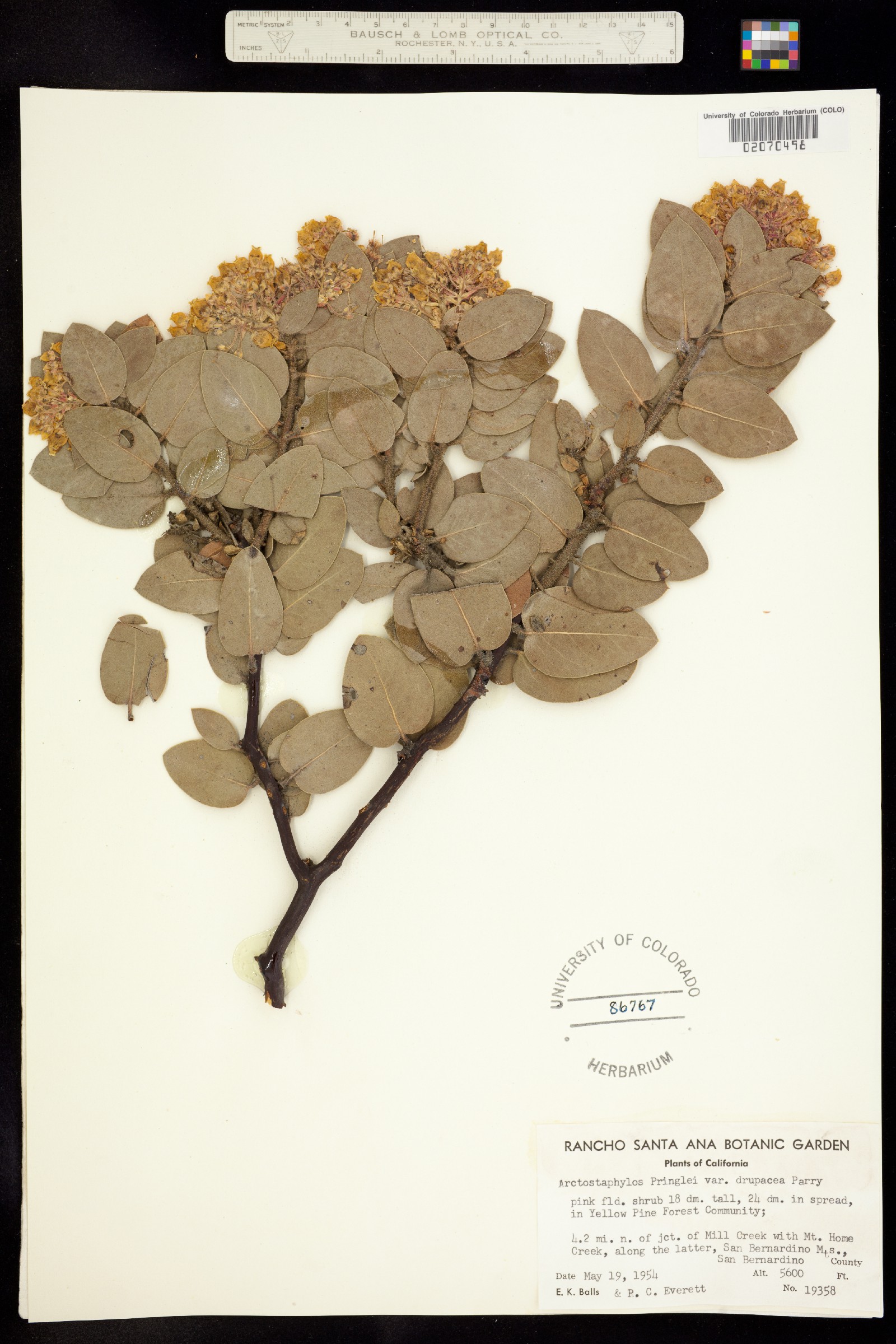 Arctostaphylos pringlei image