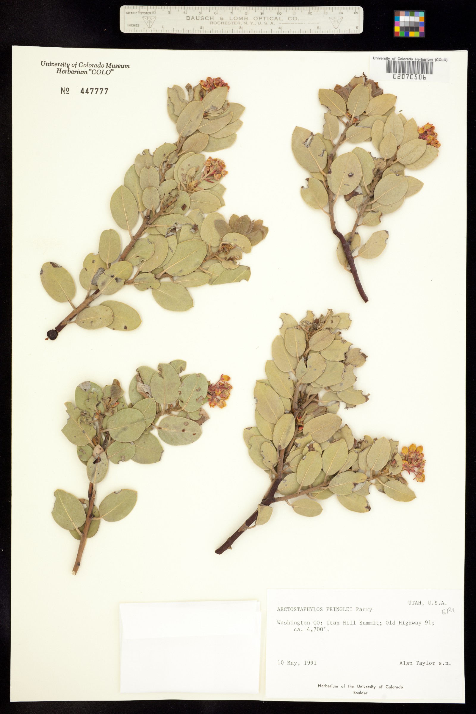 Arctostaphylos pringlei image