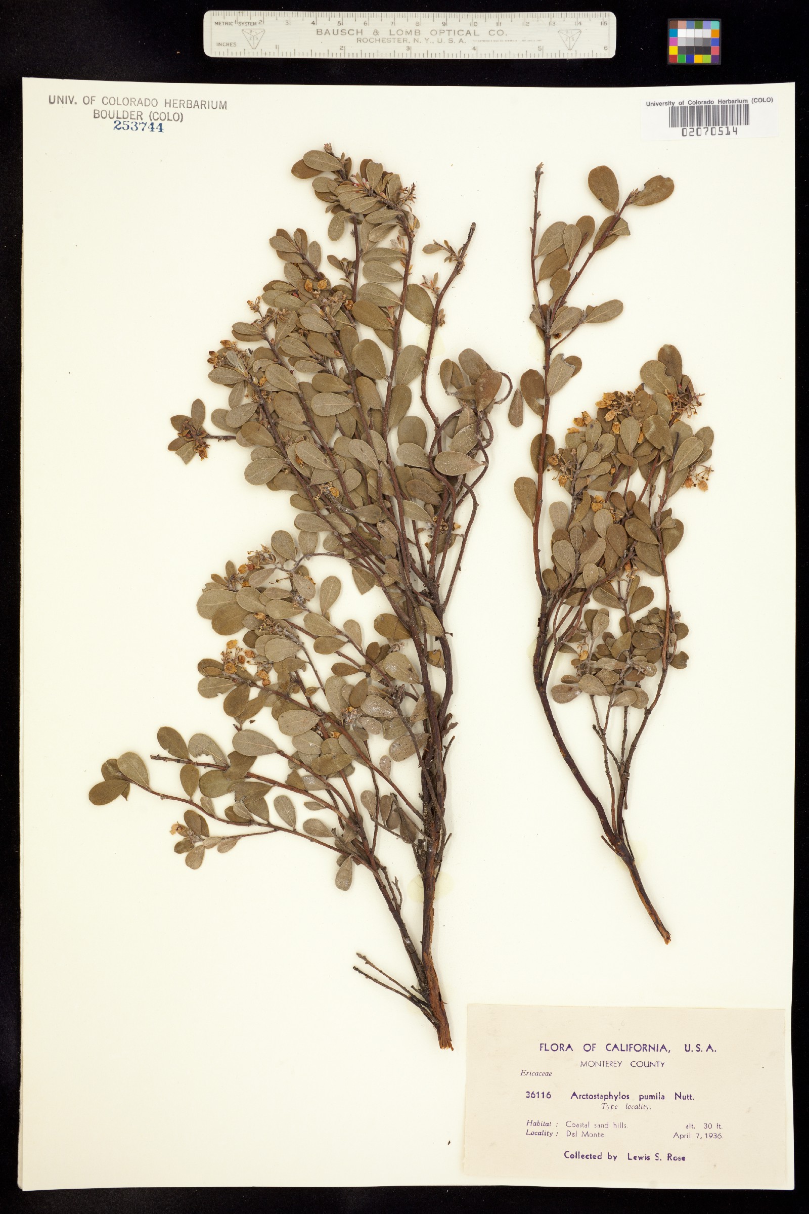 Arctostaphylos pumila image