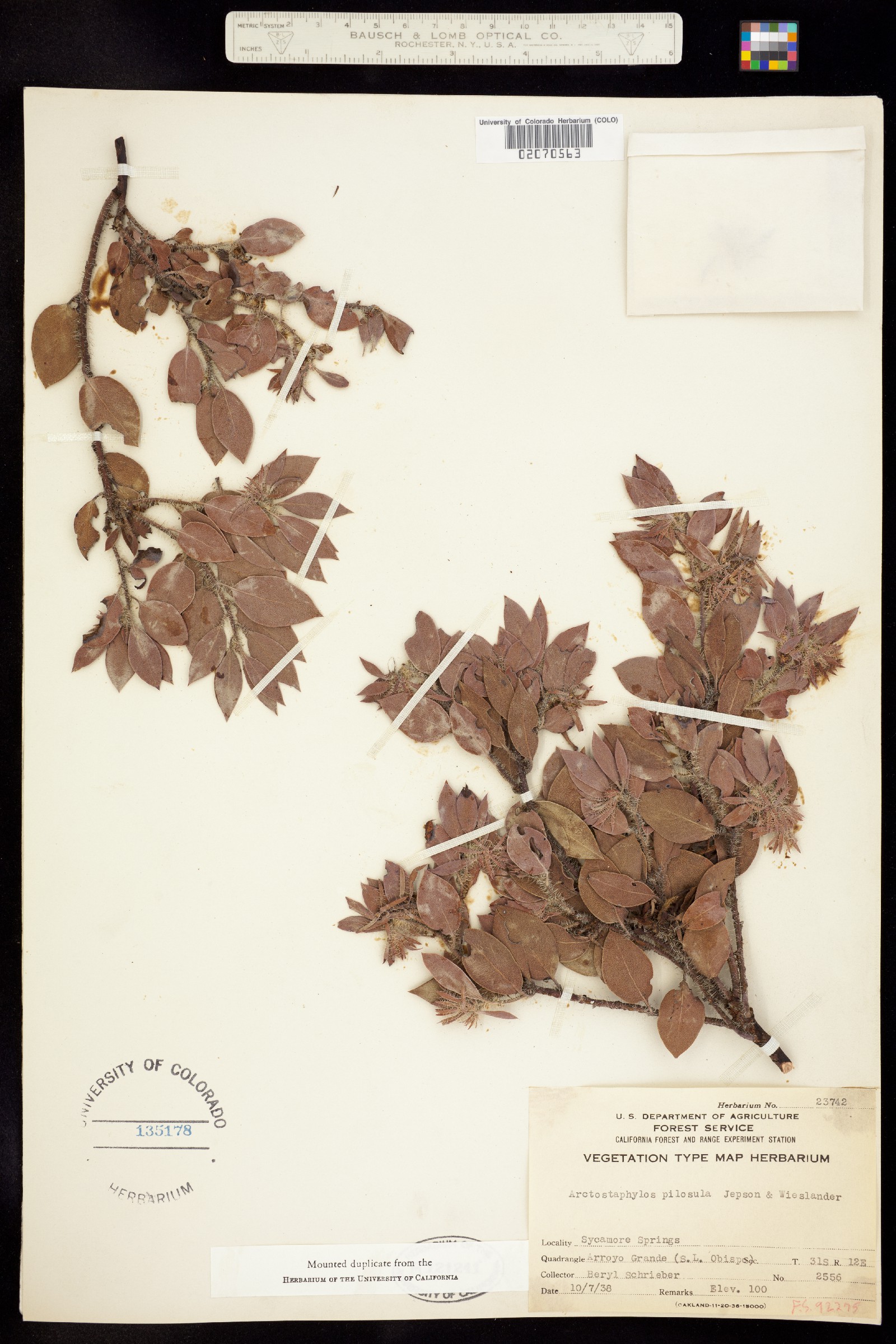 Arctostaphylos pilosula image