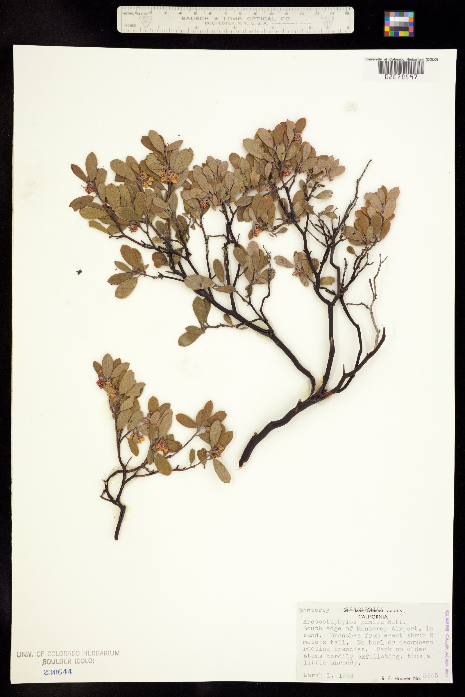 Arctostaphylos pumila image