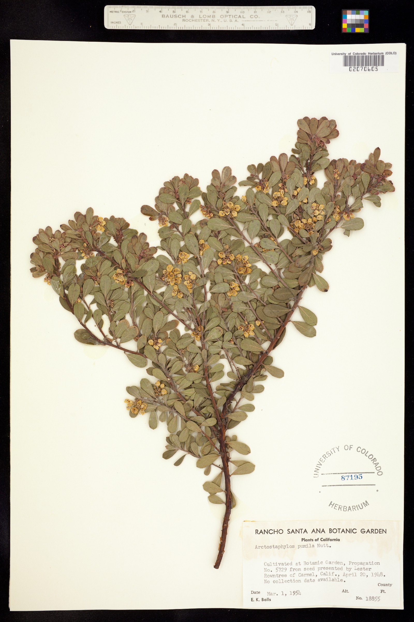 Arctostaphylos pumila image