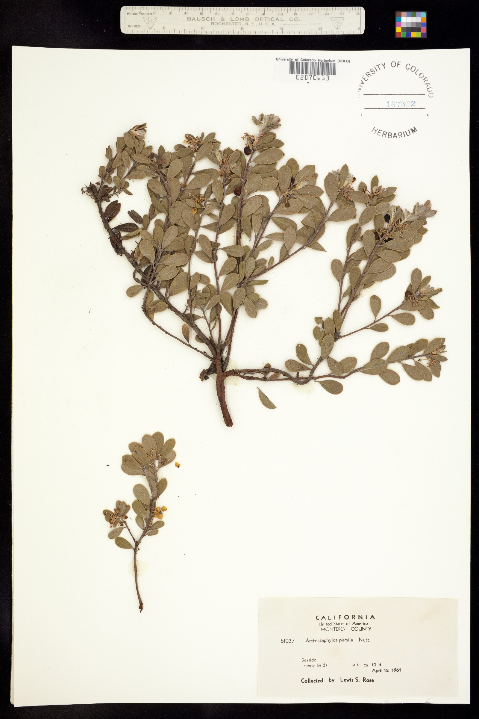 Arctostaphylos pumila image