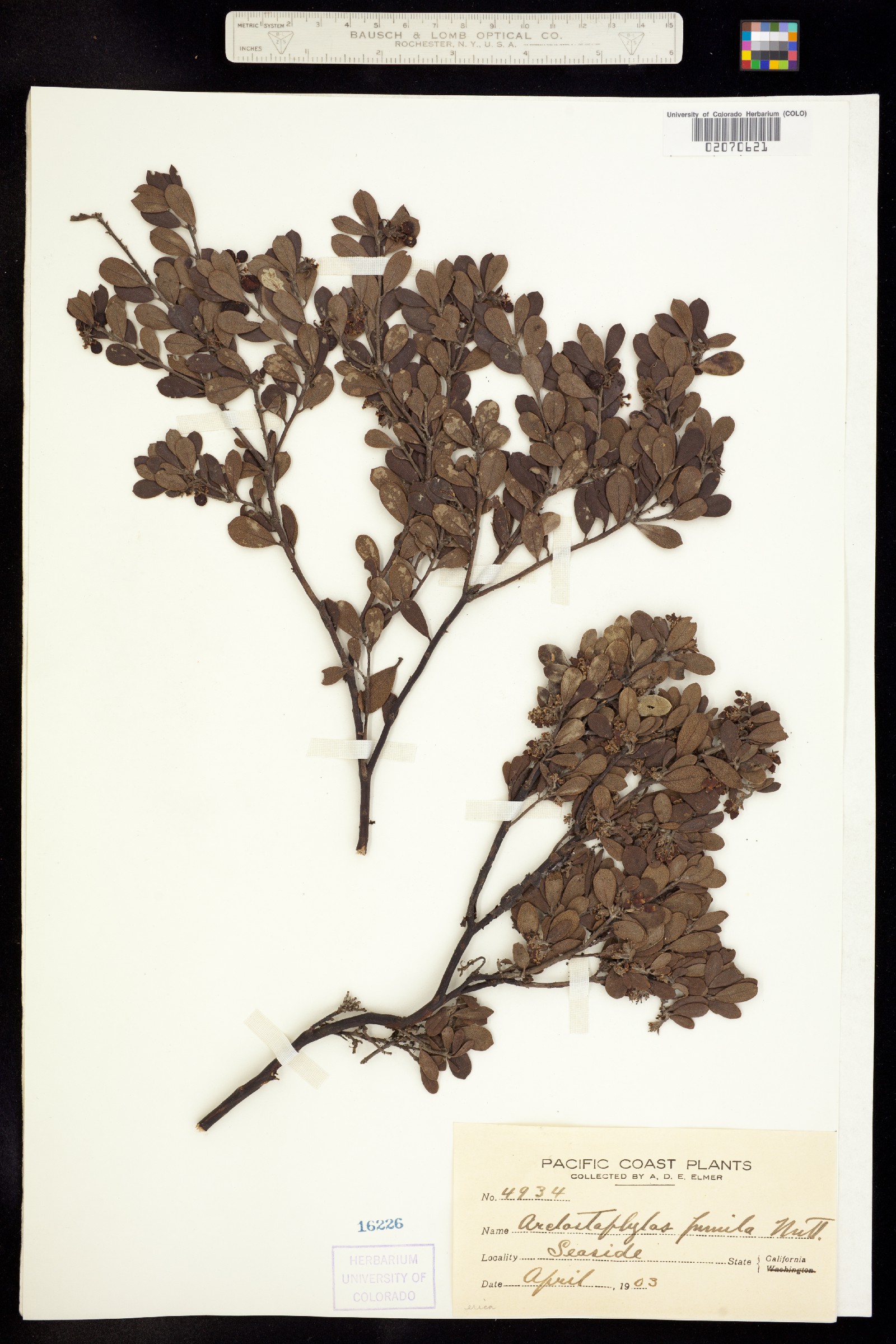 Arctostaphylos pumila image