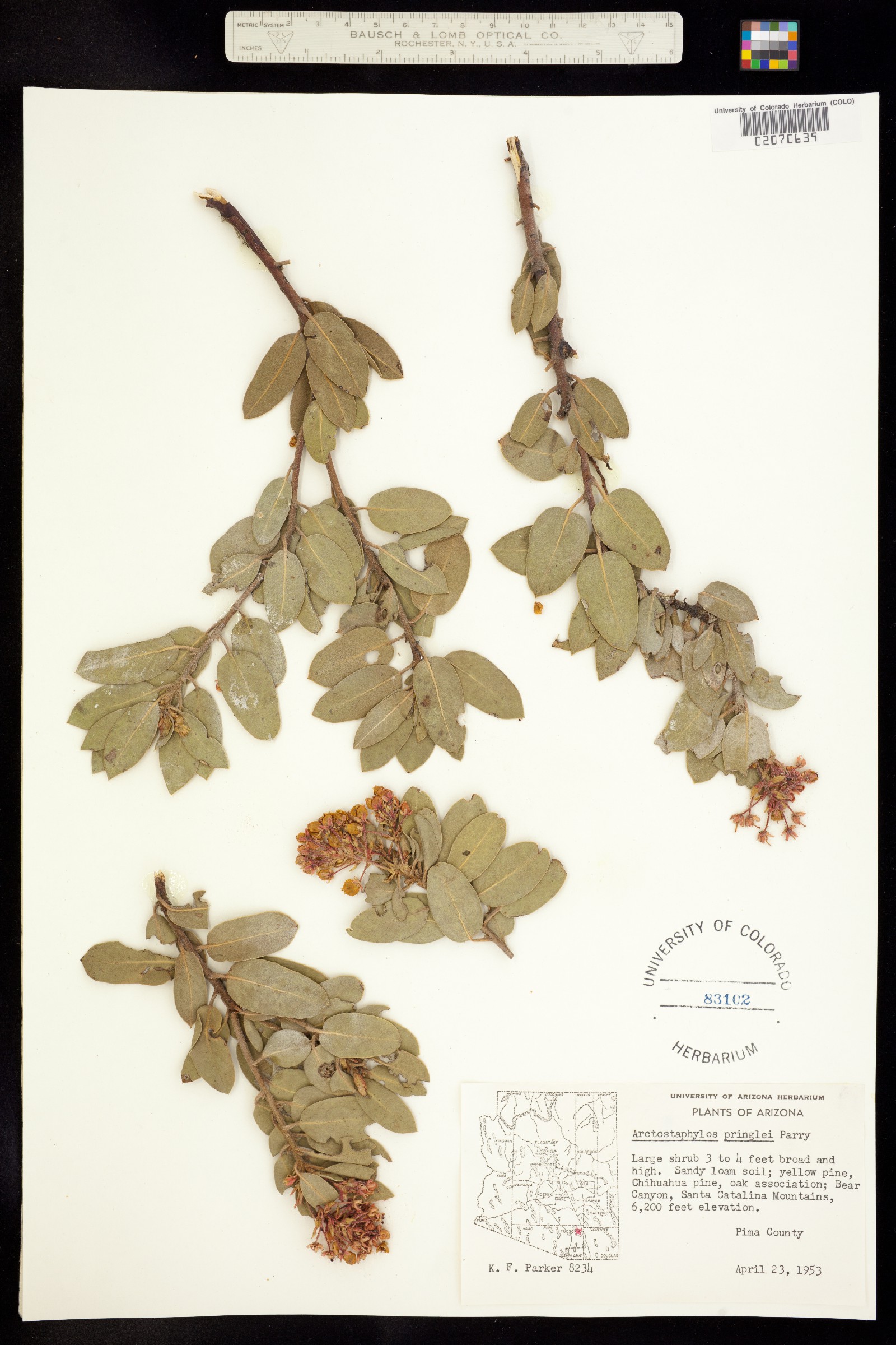 Arctostaphylos pringlei image