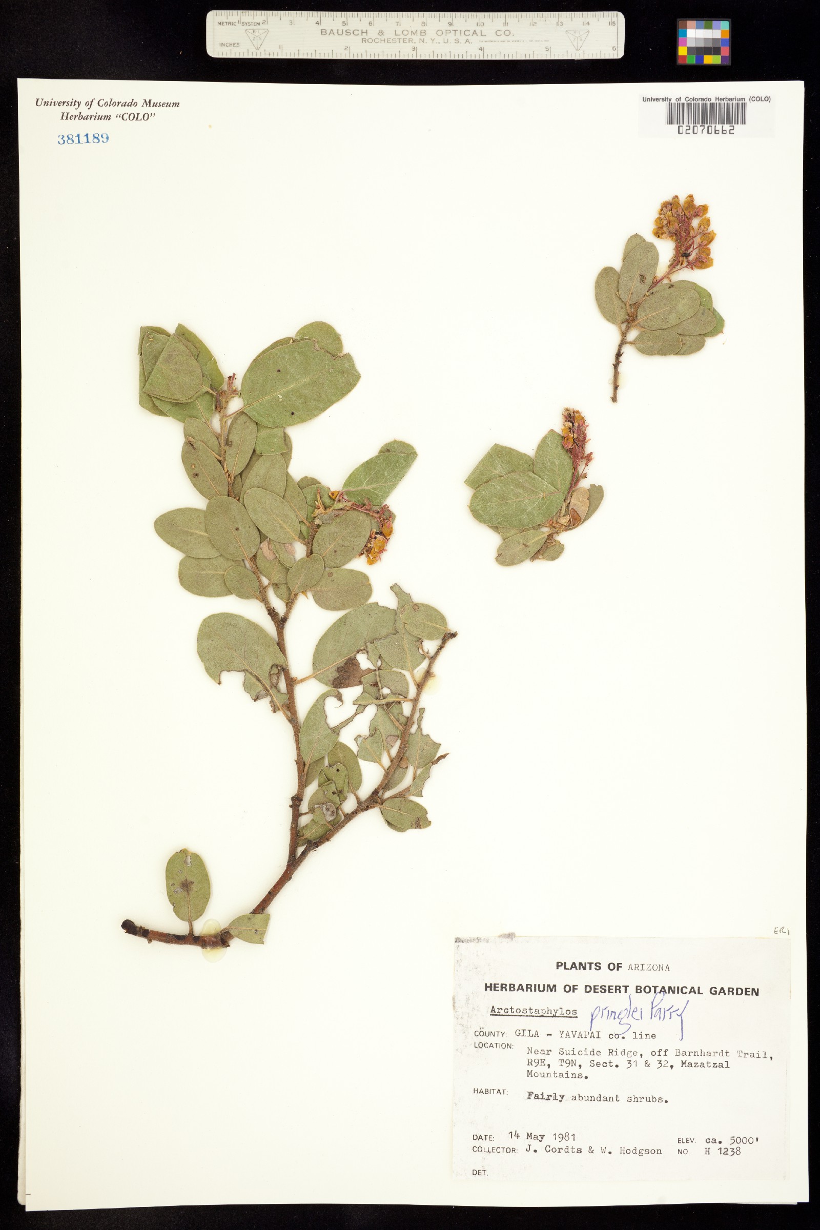 Arctostaphylos pringlei image