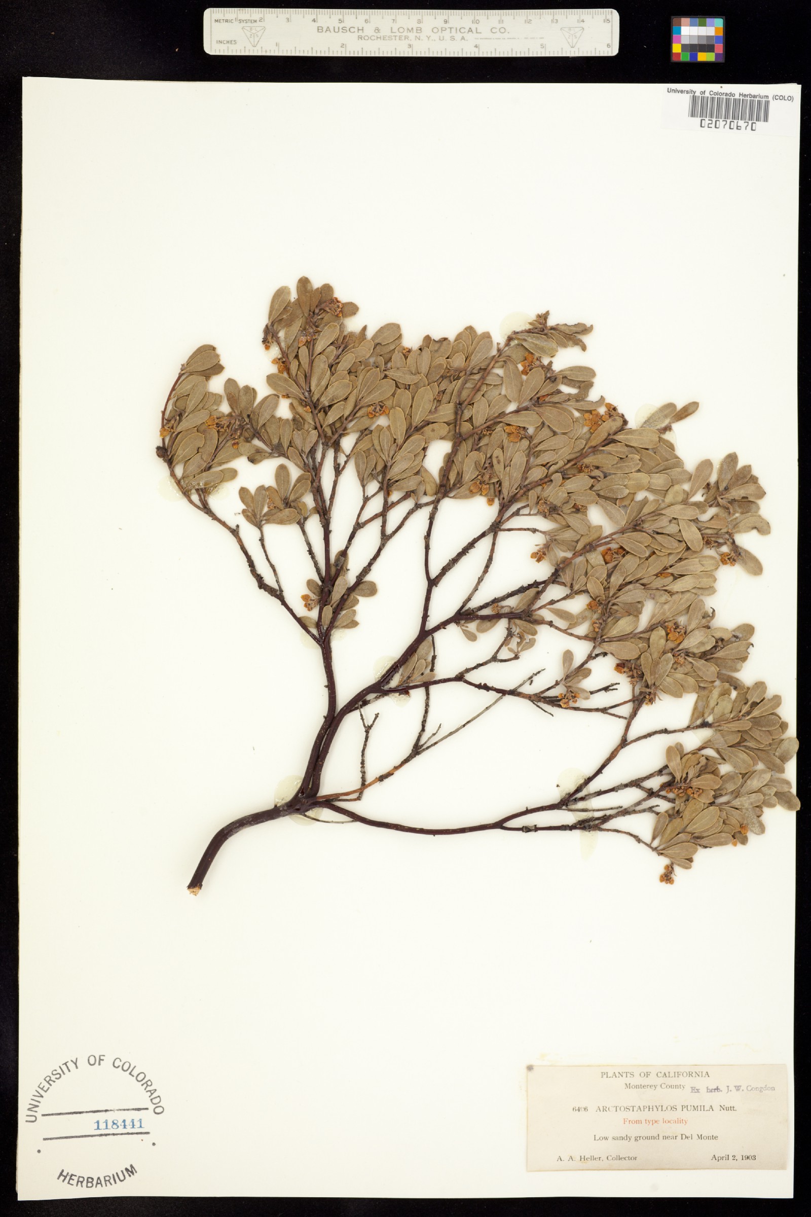 Arctostaphylos pumila image
