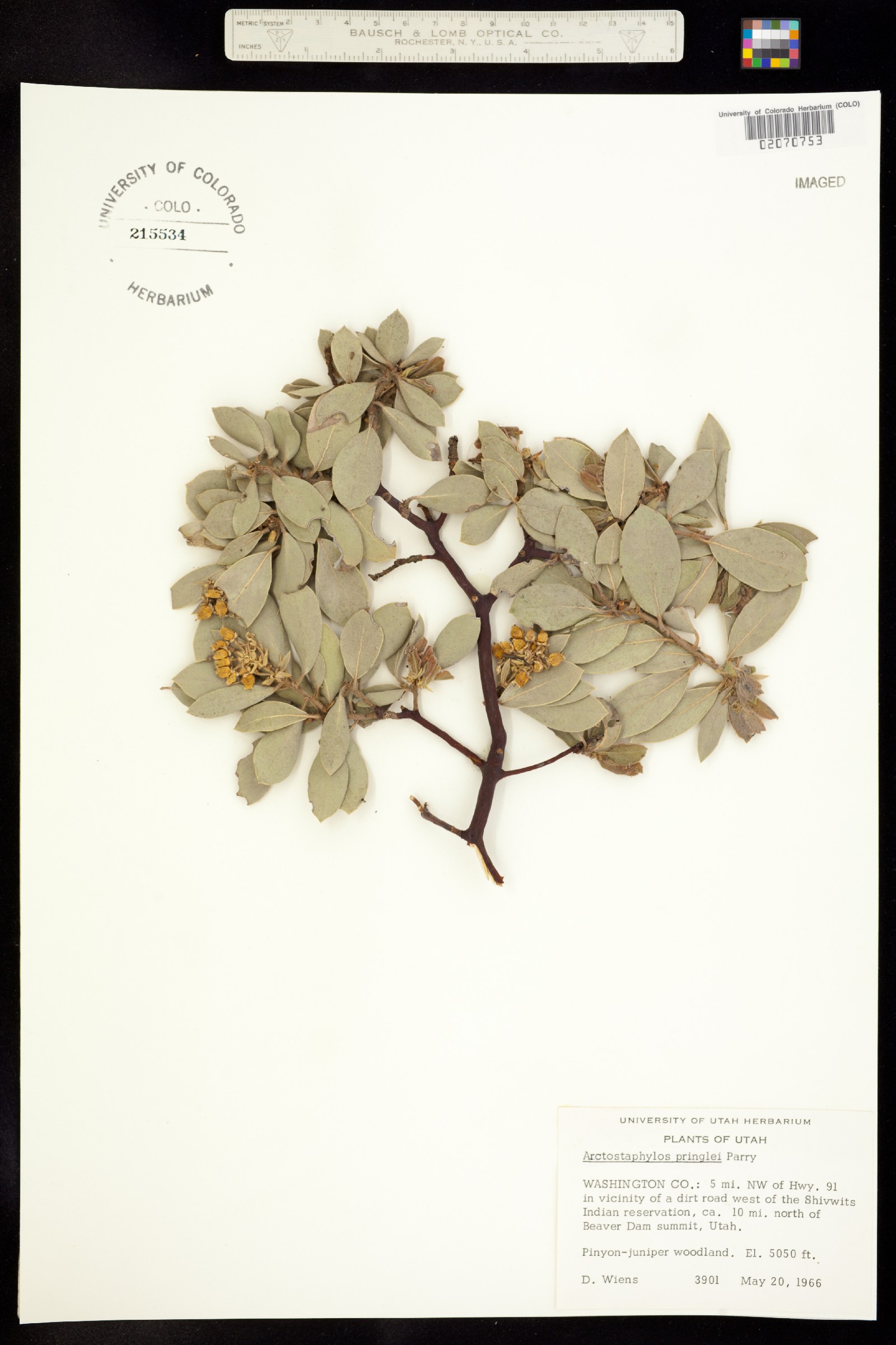 Arctostaphylos pringlei image