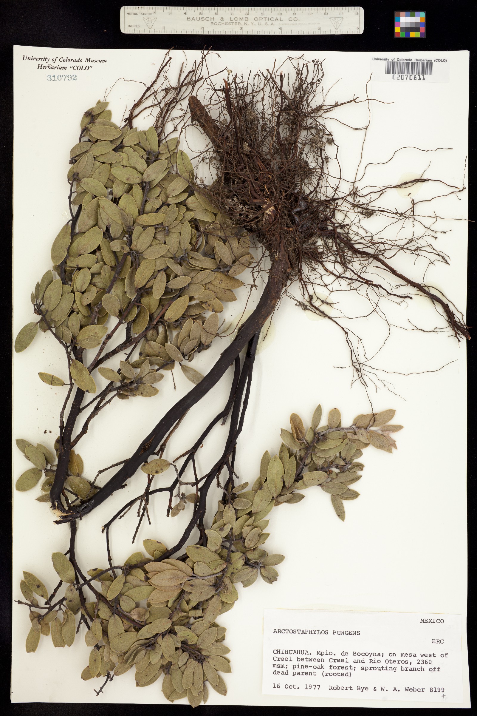 Arctostaphylos pungens image