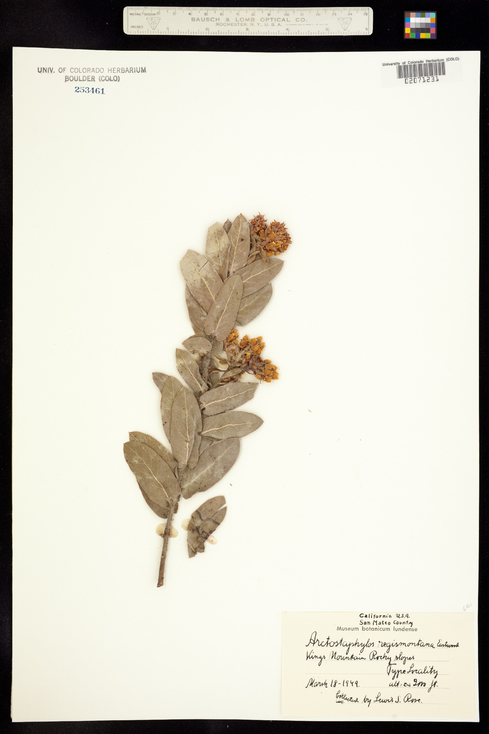 Arctostaphylos regismontana image