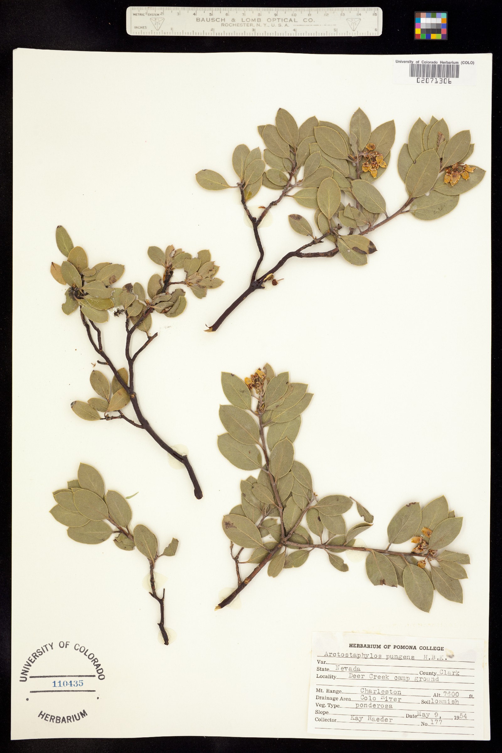 Arctostaphylos image
