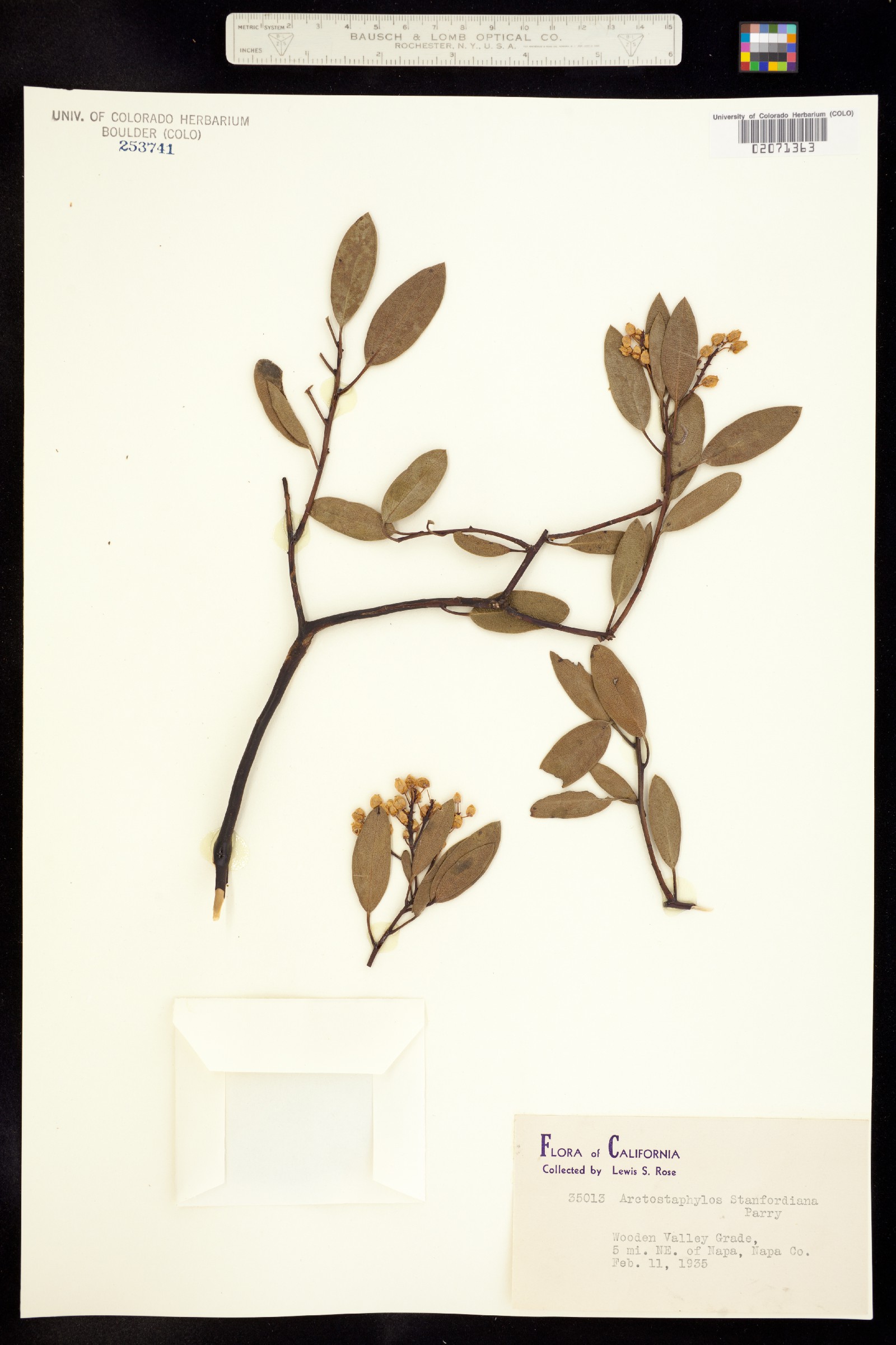 Arctostaphylos stanfordiana image