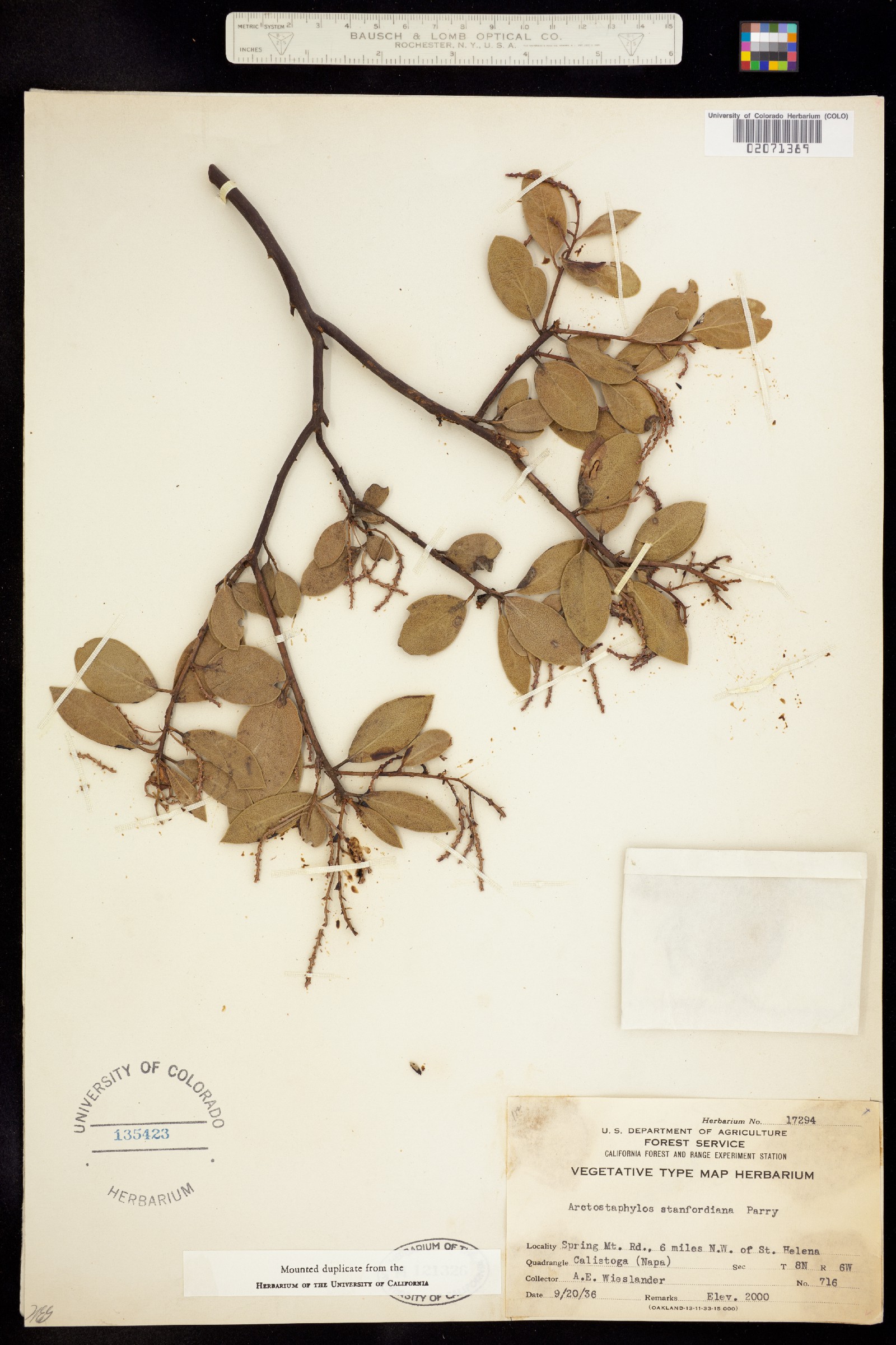 Arctostaphylos stanfordiana image