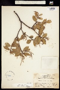 Arctostaphylos stanfordiana image