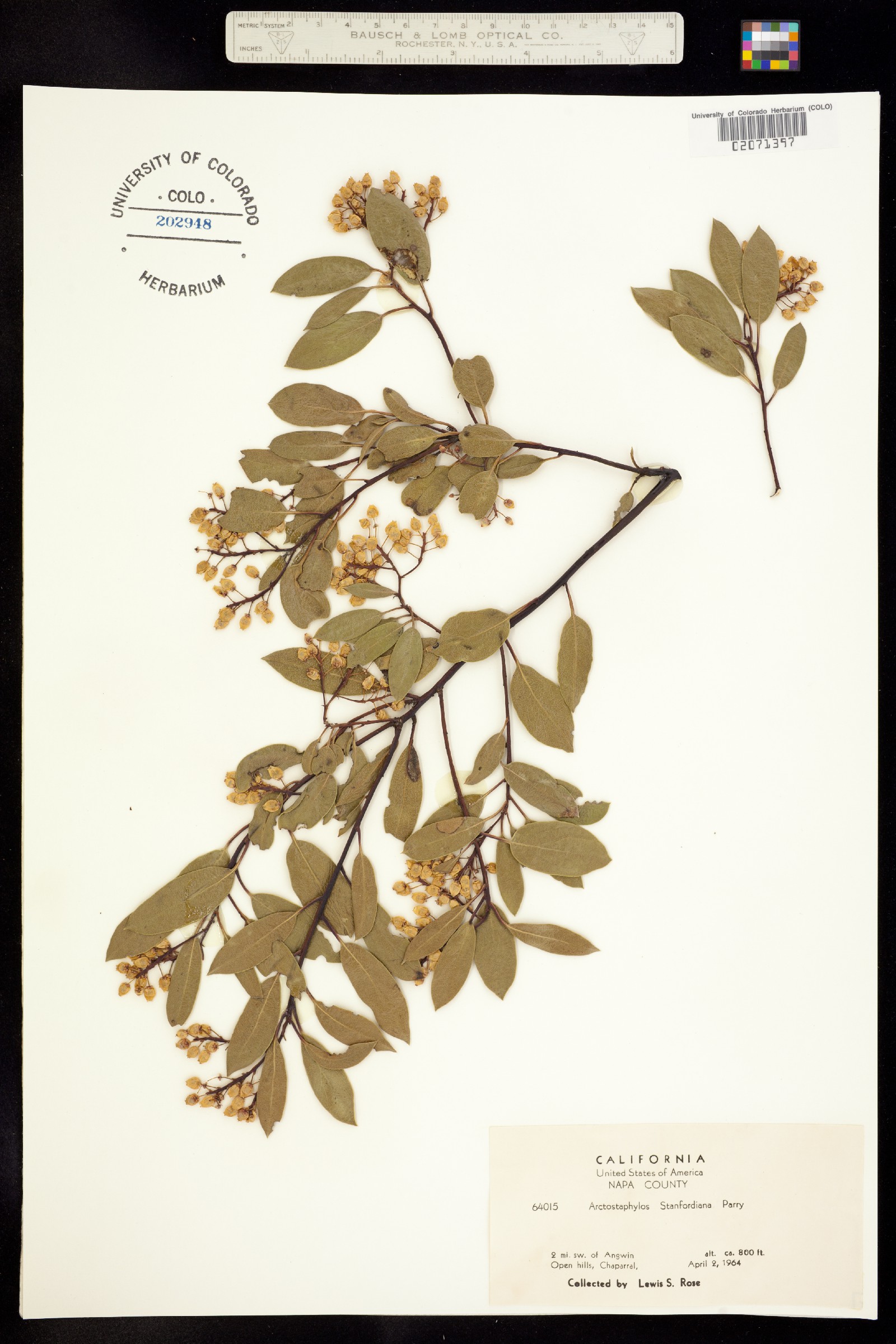 Arctostaphylos stanfordiana image