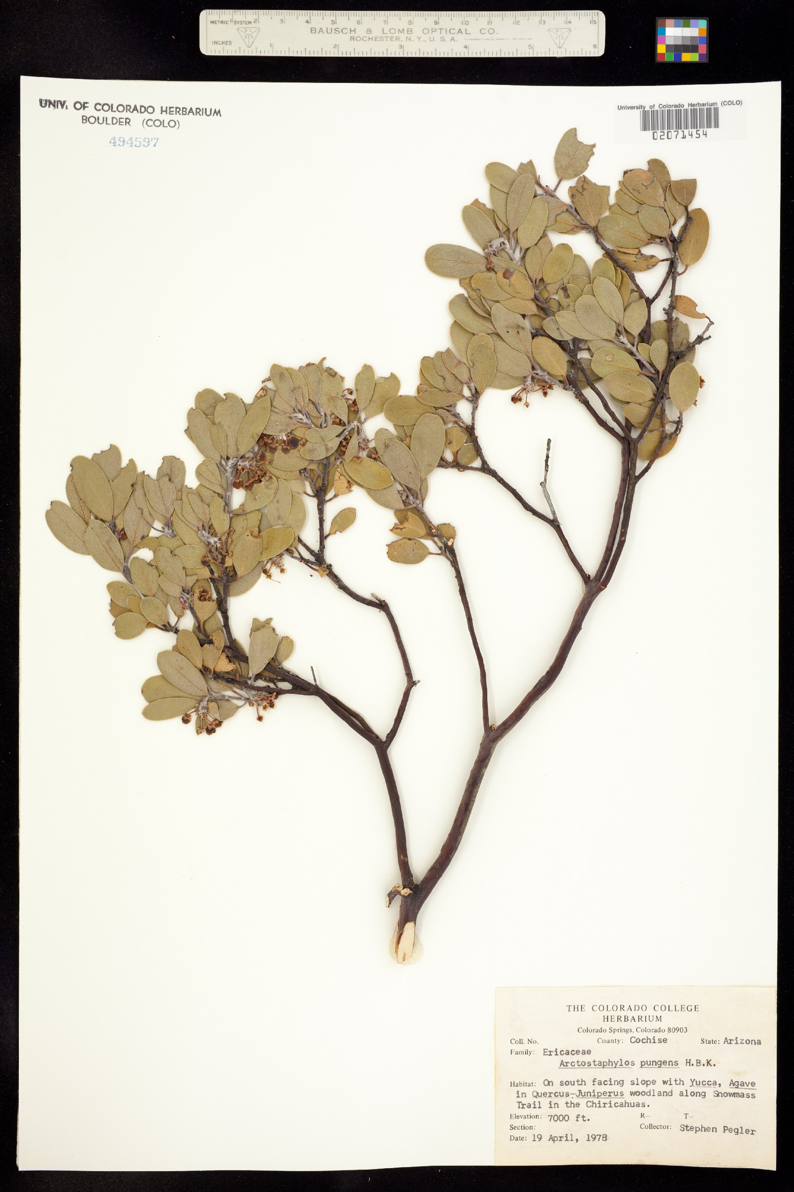 Arctostaphylos pungens image