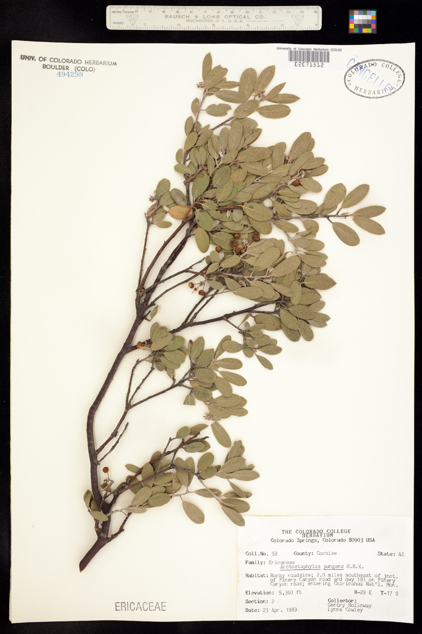 Arctostaphylos pungens image