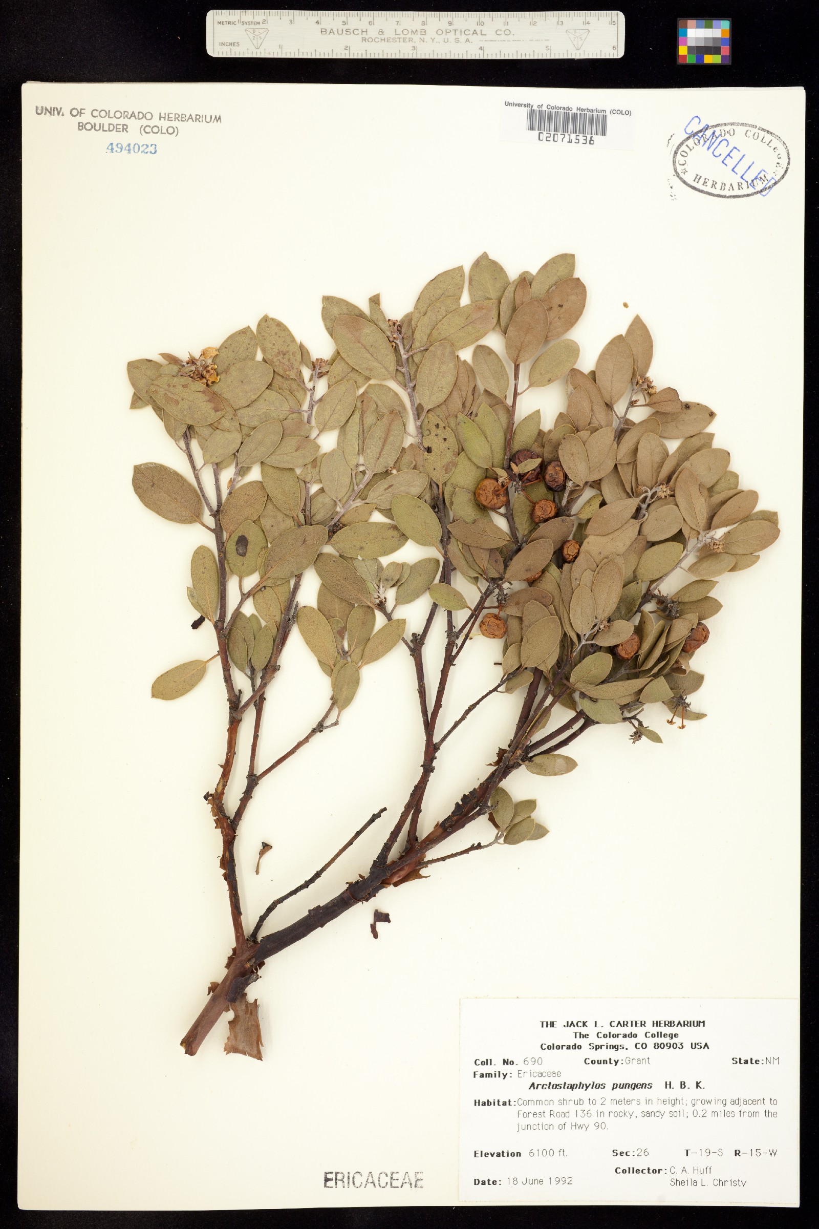 Arctostaphylos pungens image