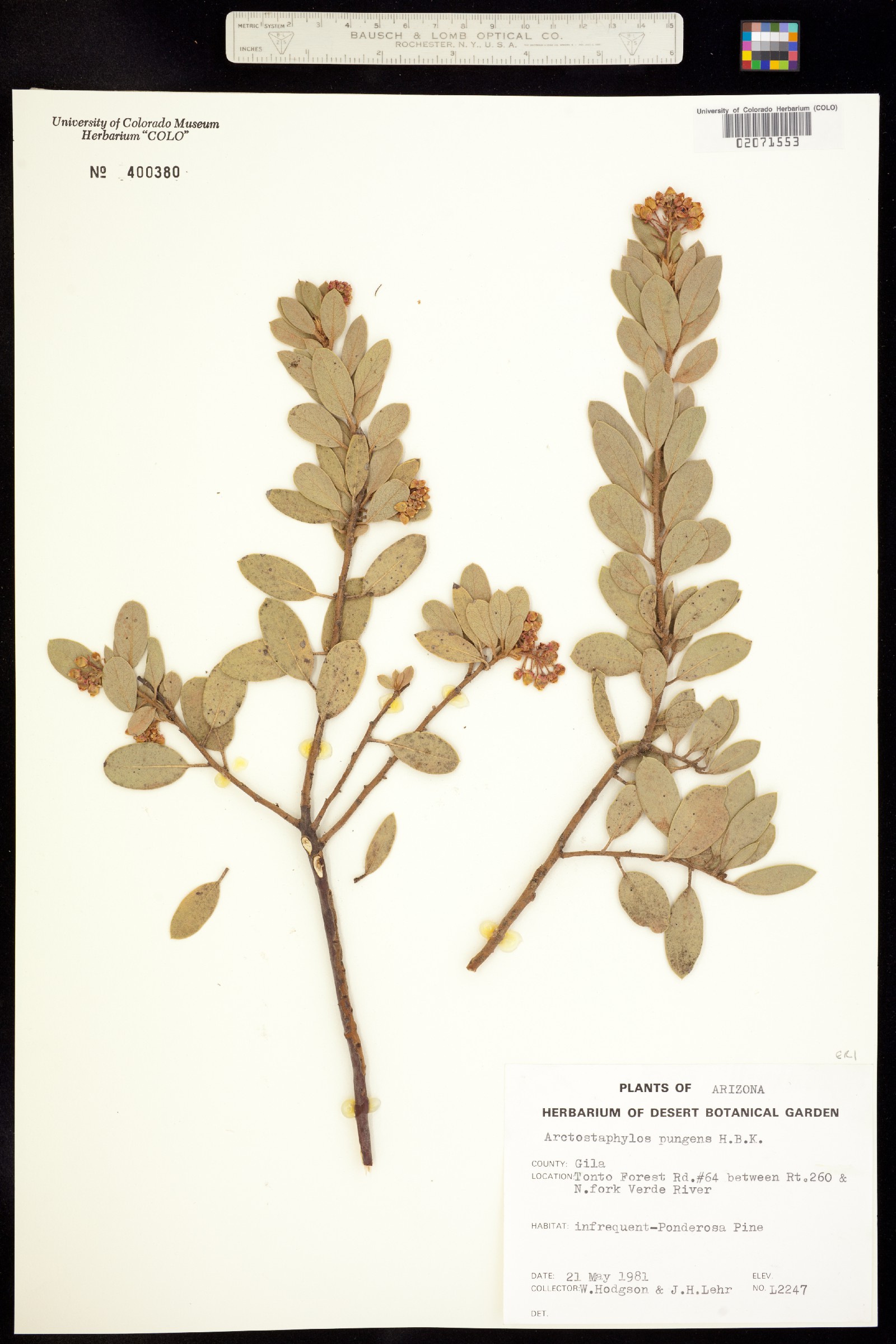 Arctostaphylos pungens image