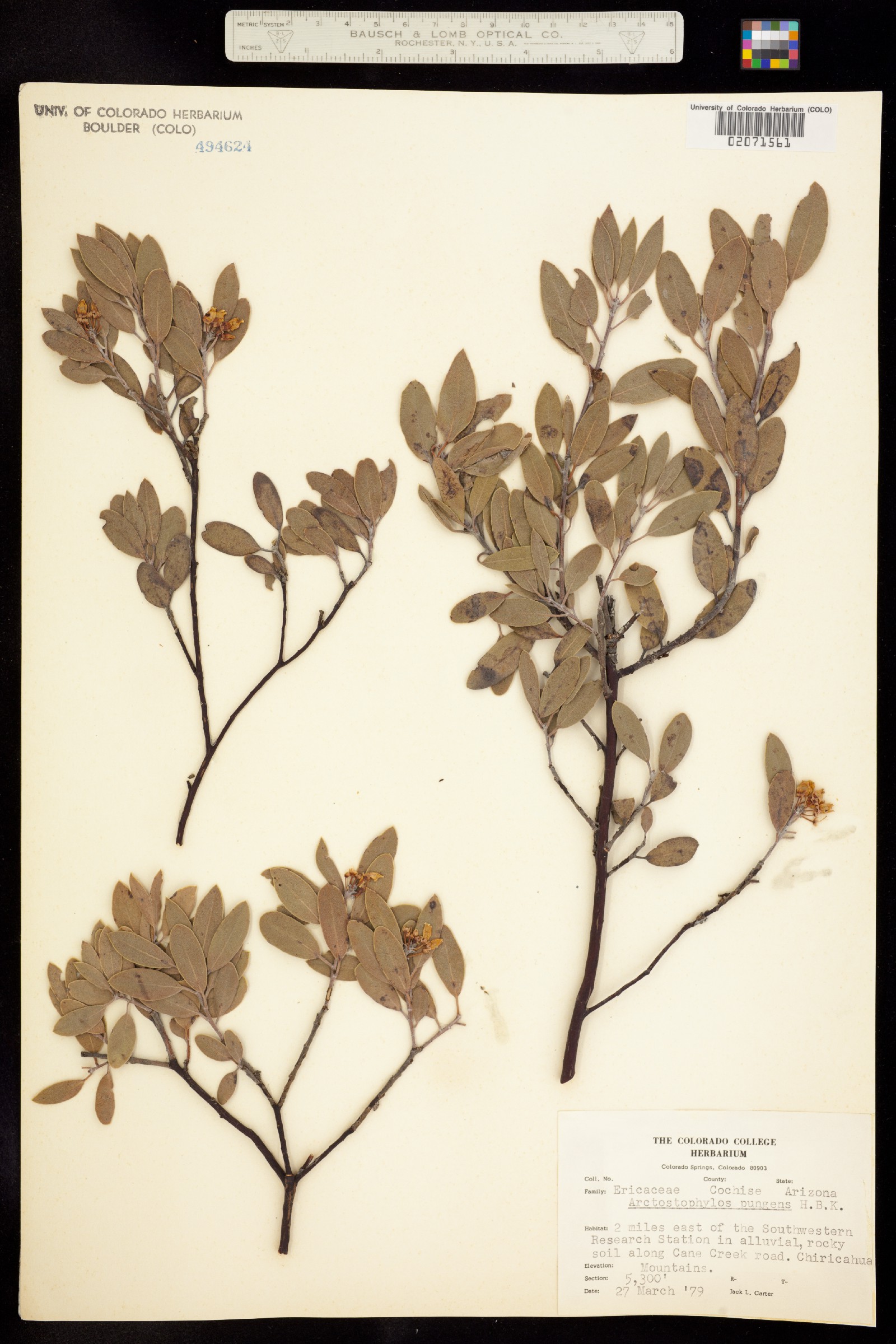 Arctostaphylos pungens image