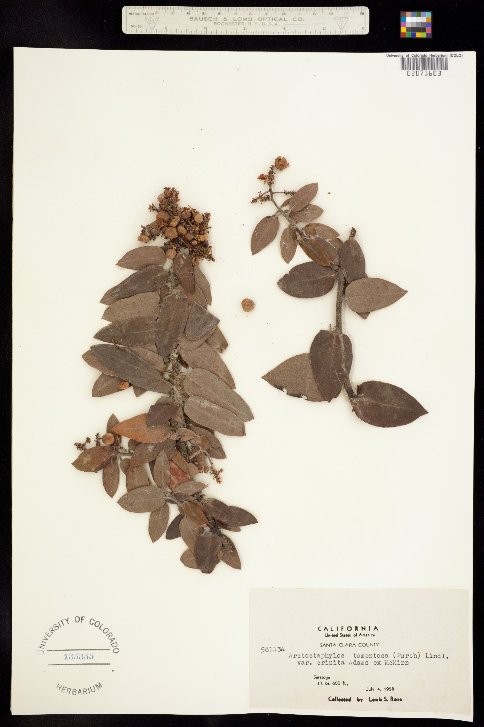Arctostaphylos tomentosa image