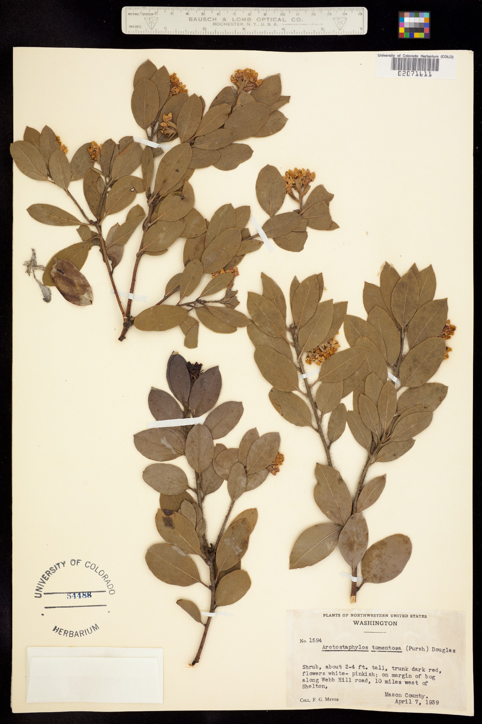 Arctostaphylos tomentosa image