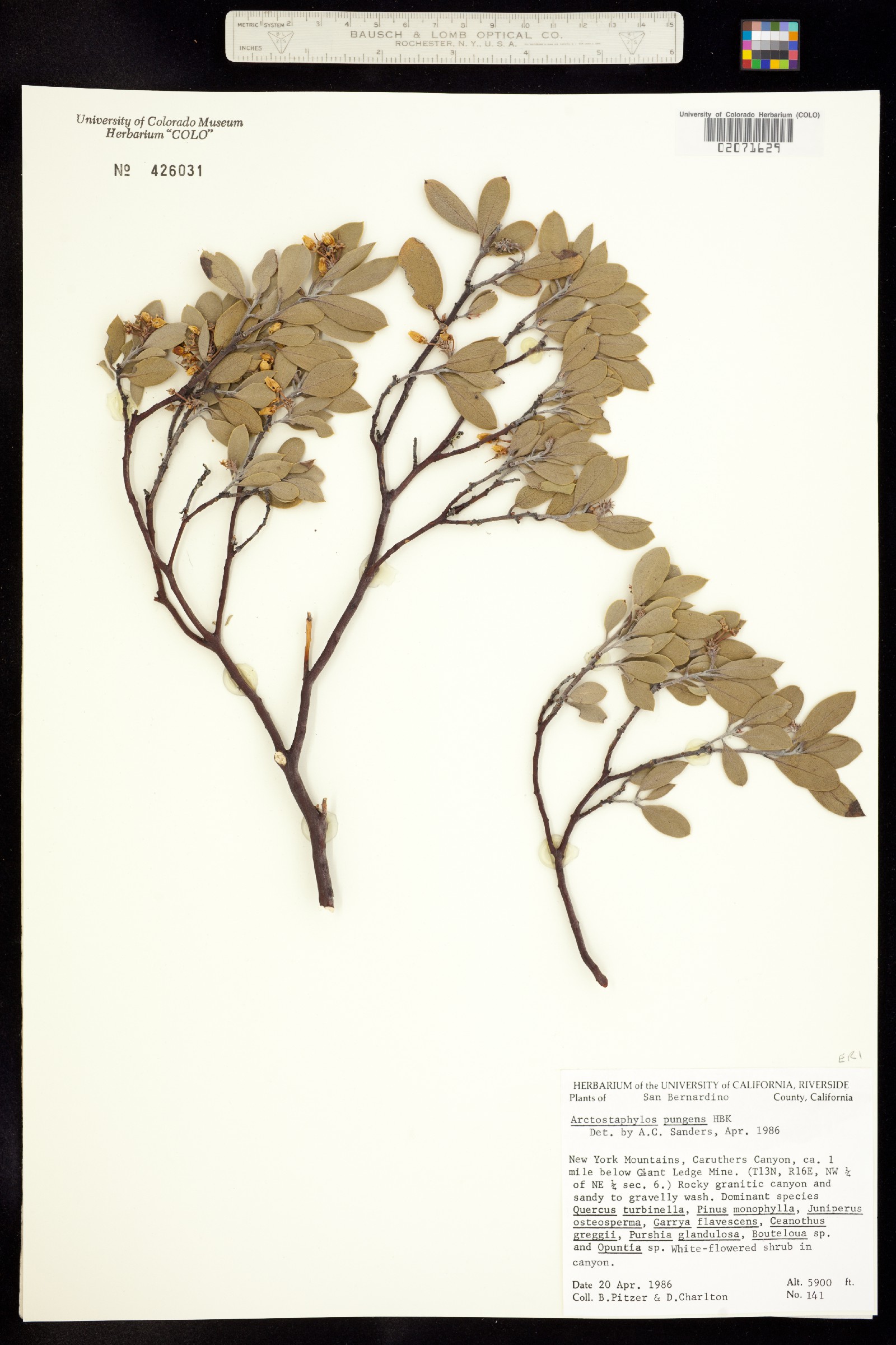 Arctostaphylos pungens image