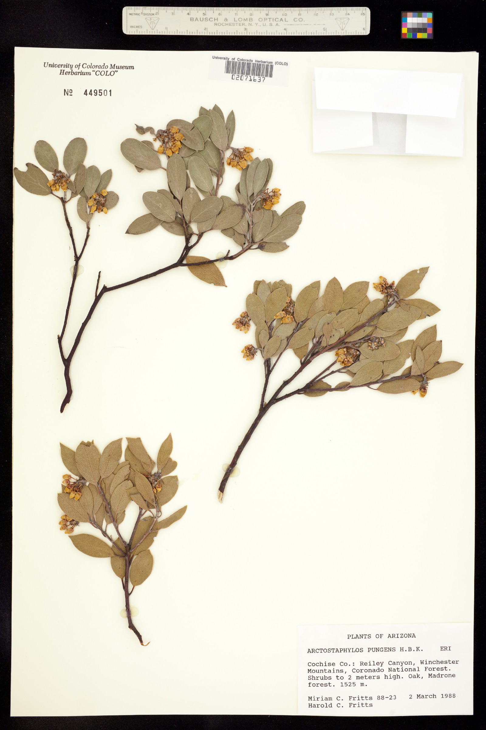 Arctostaphylos pungens image
