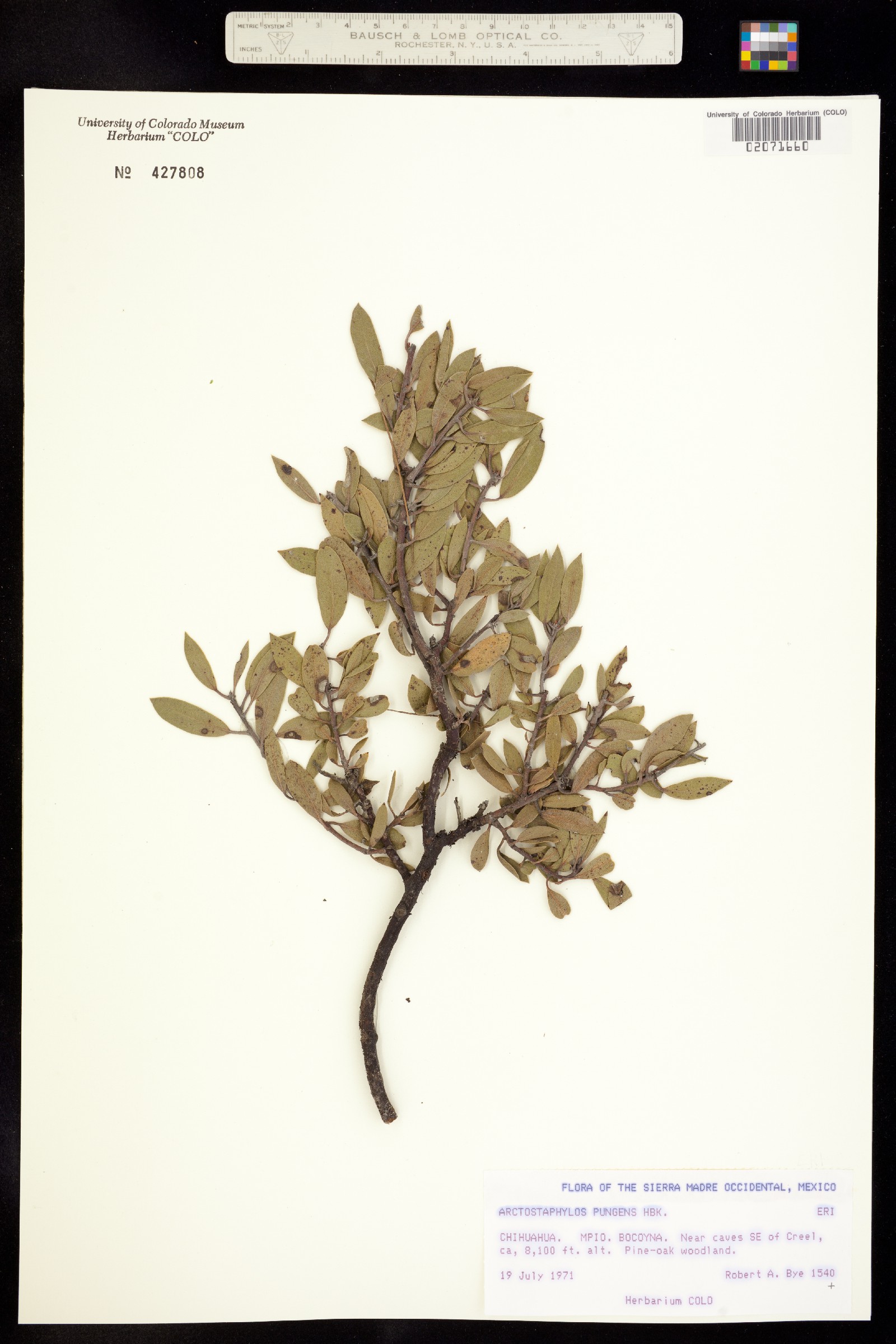 Arctostaphylos pungens image
