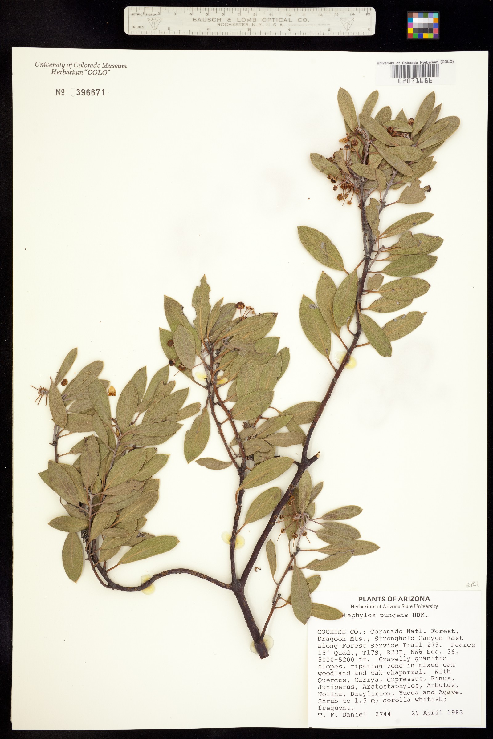 Arctostaphylos pungens image