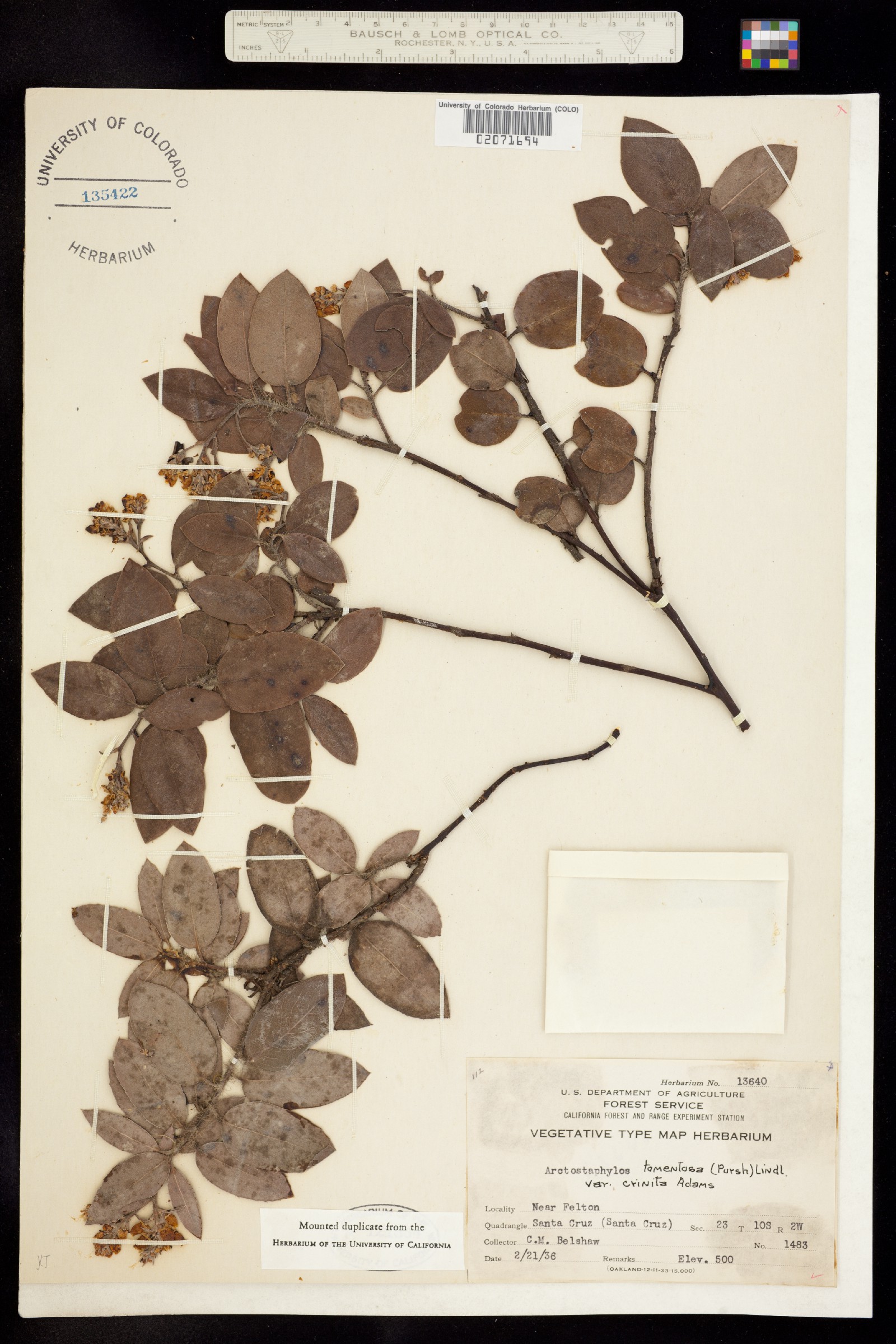 Arctostaphylos tomentosa image