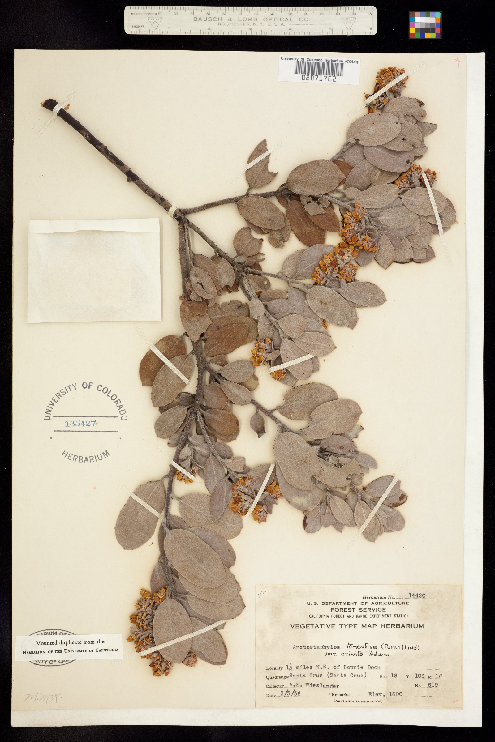 Arctostaphylos tomentosa image