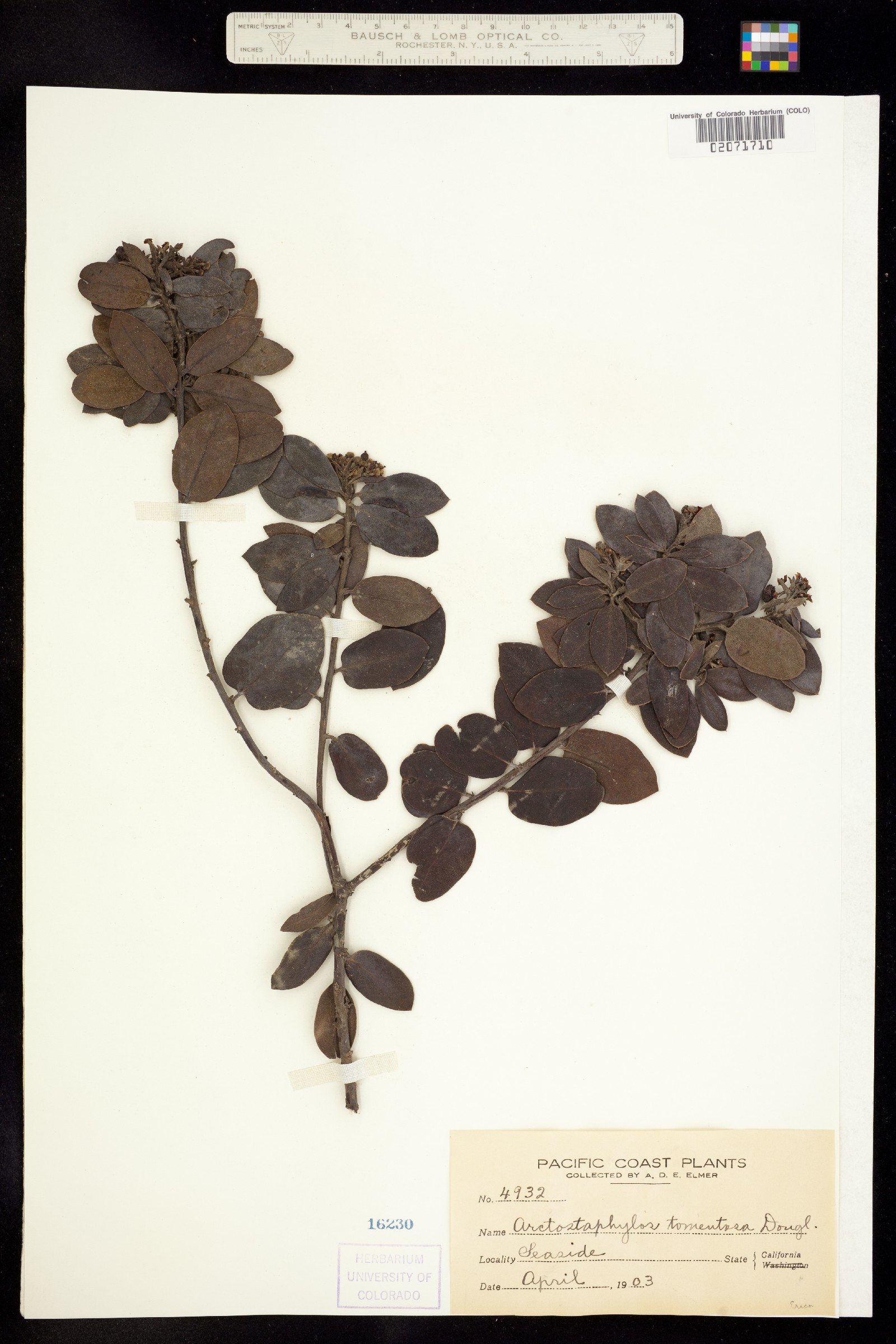 Arctostaphylos tomentosa image