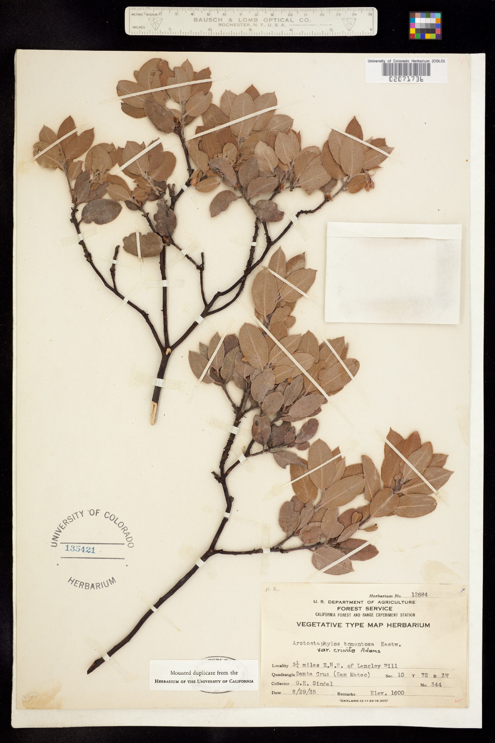 Arctostaphylos tomentosa image