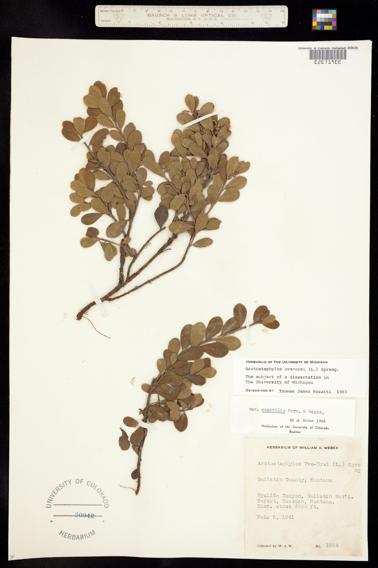 Arctostaphylos uva-ursi image
