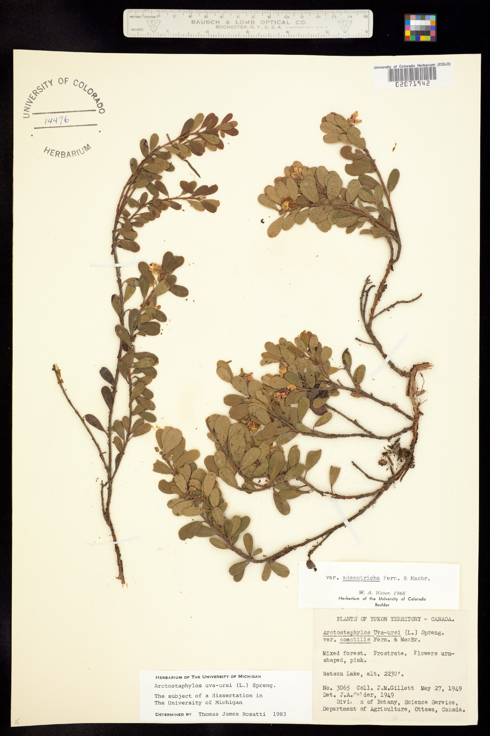 Arctostaphylos uva-ursi image