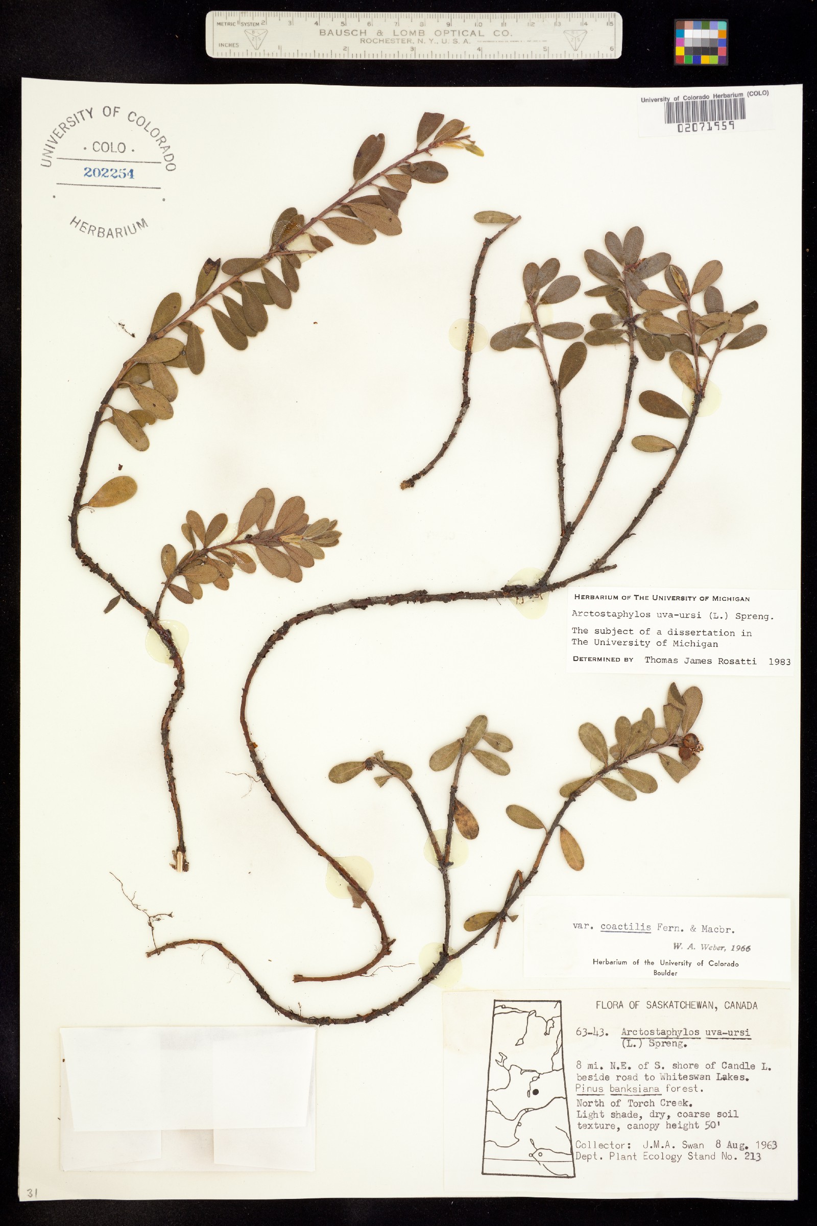 Arctostaphylos uva-ursi image