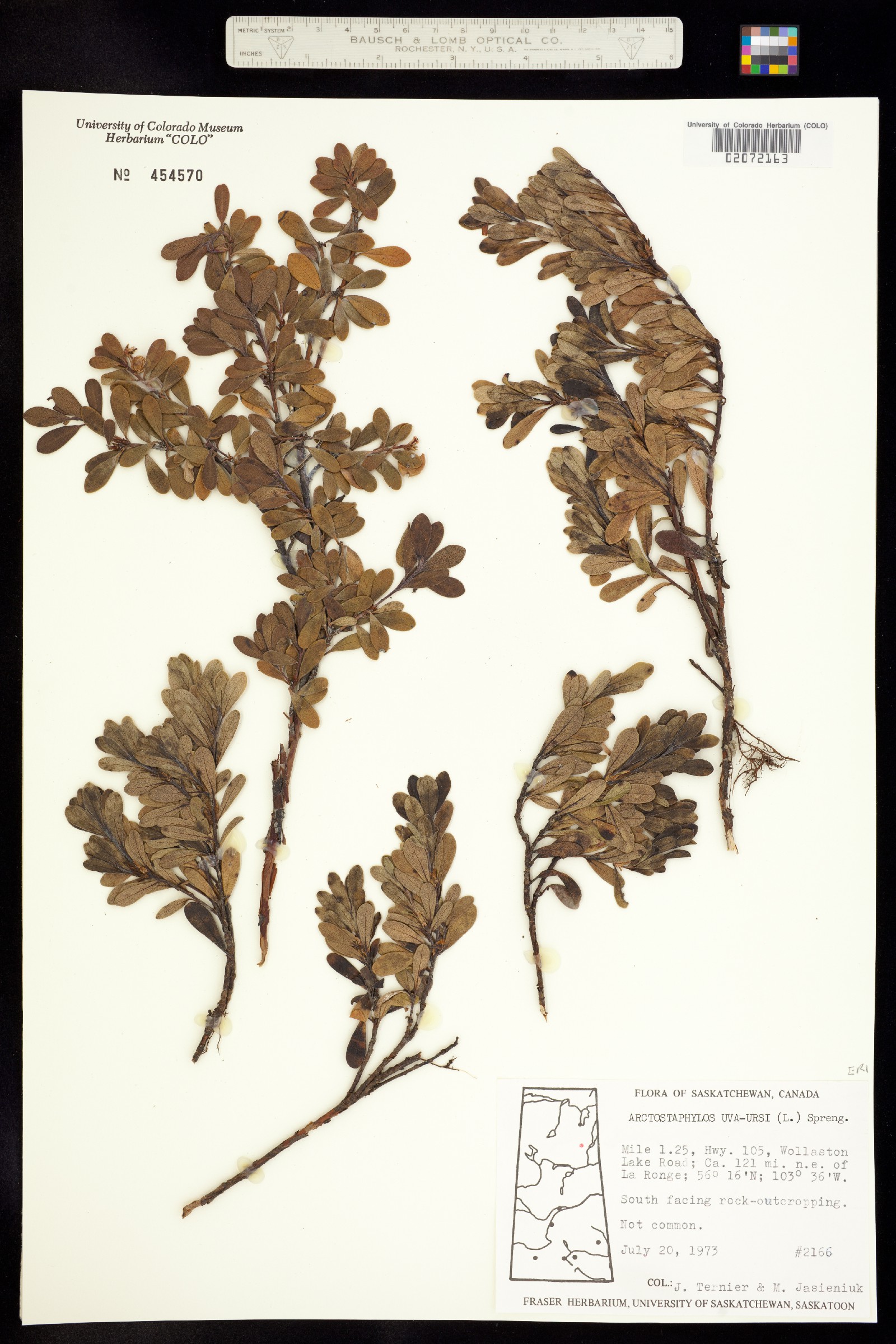 Arctostaphylos image