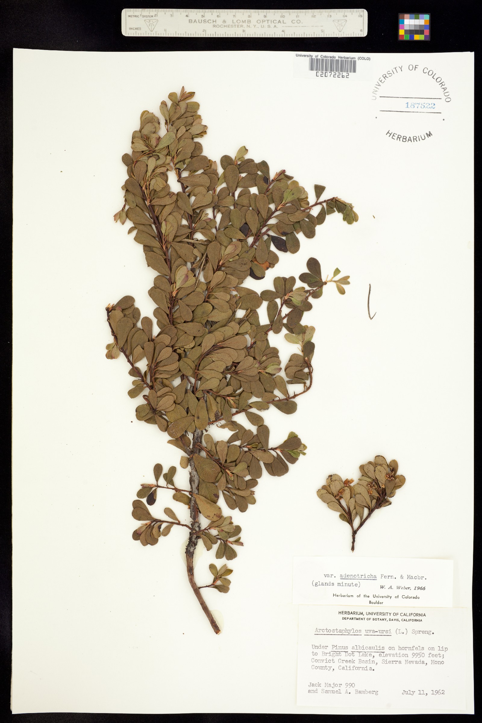 Arctostaphylos uva-ursi image