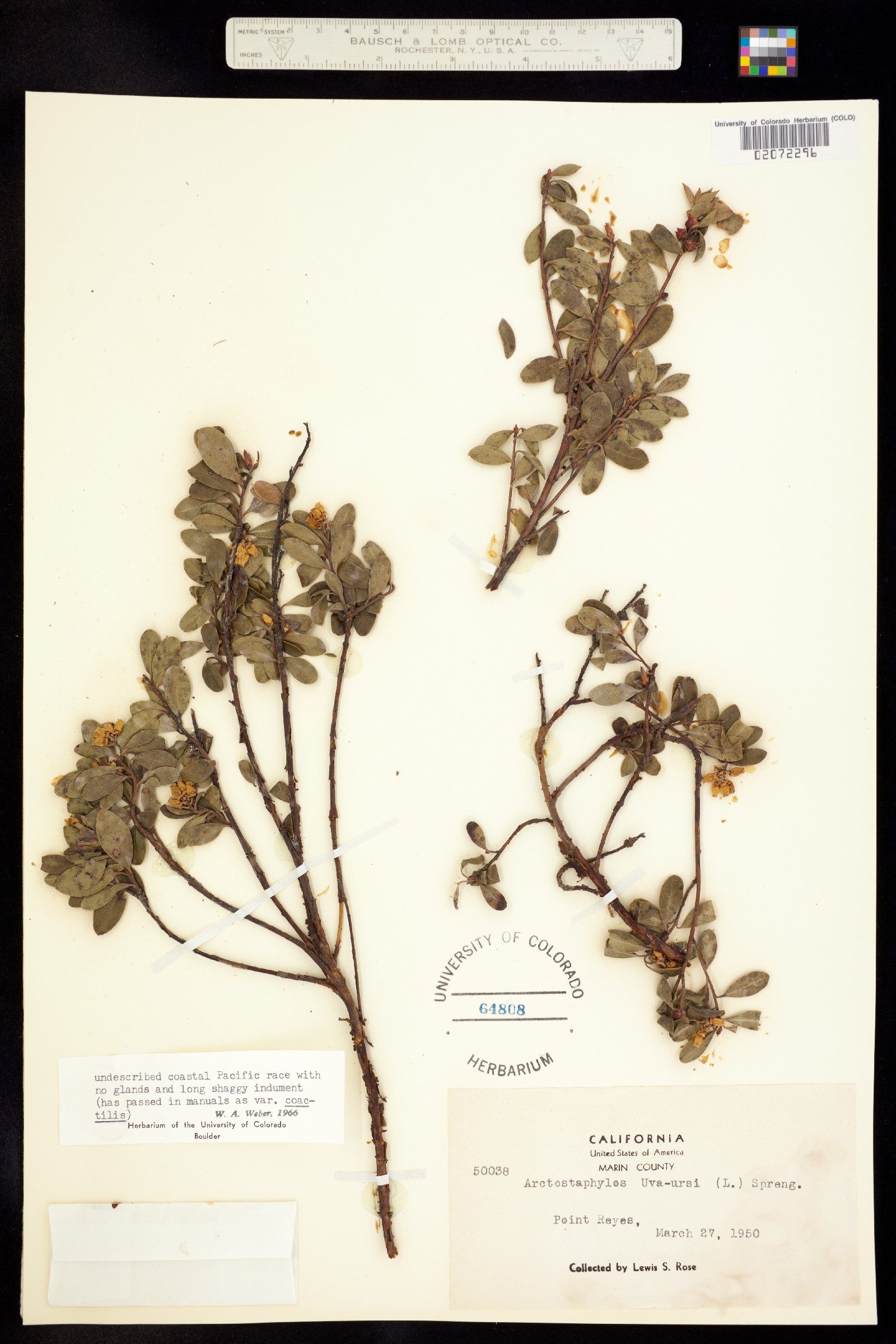 Arctostaphylos uva-ursi image