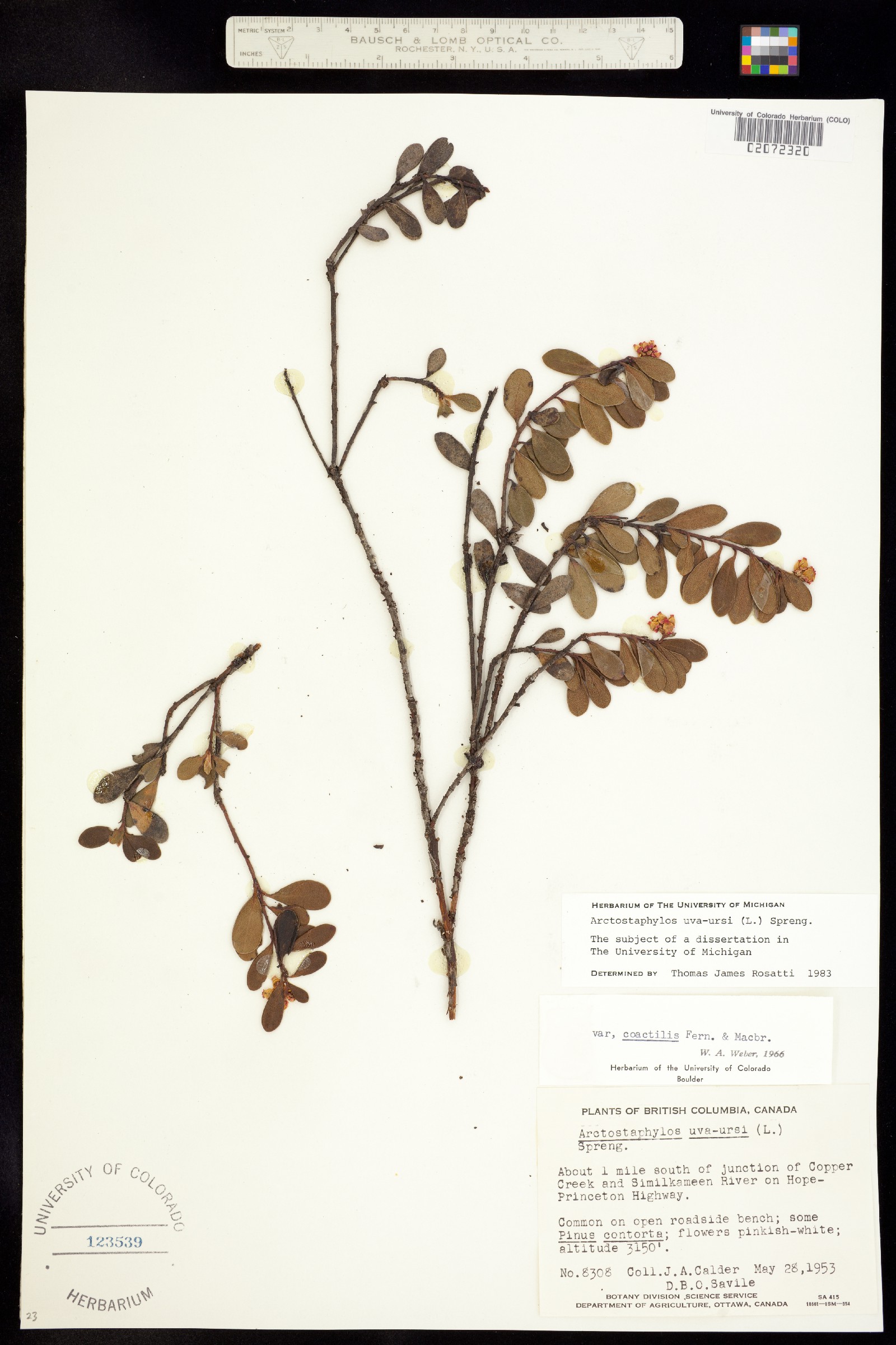 Arctostaphylos image