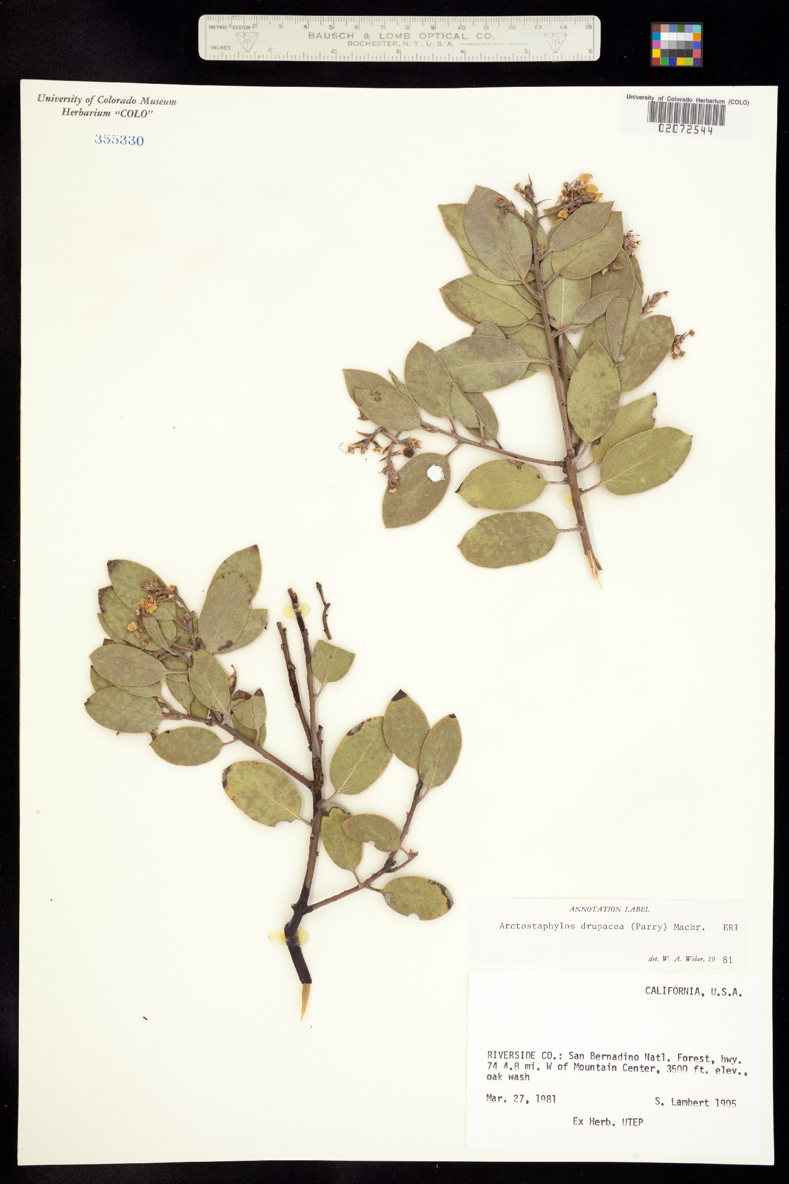 Arctostaphylos pringlei ssp. drupacea image