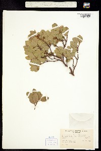 Arctostaphylos platyphylla image