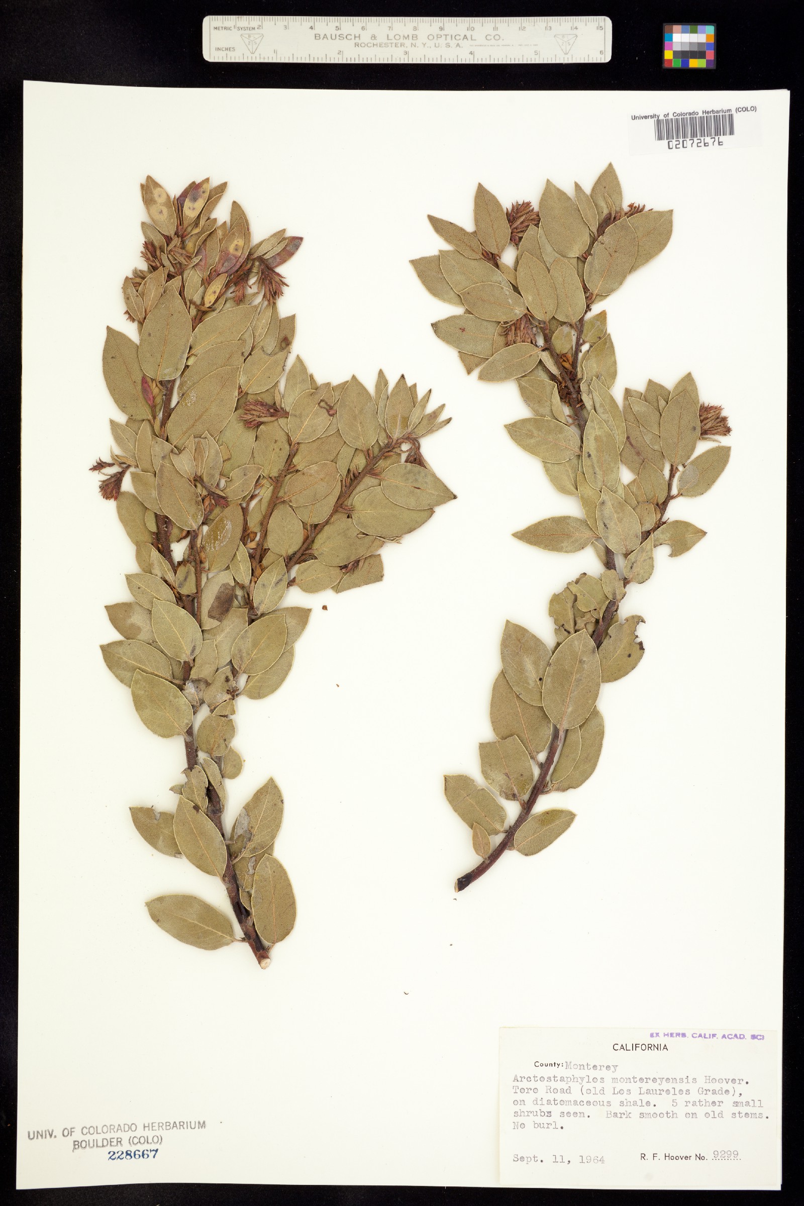 Arctostaphylos montana image