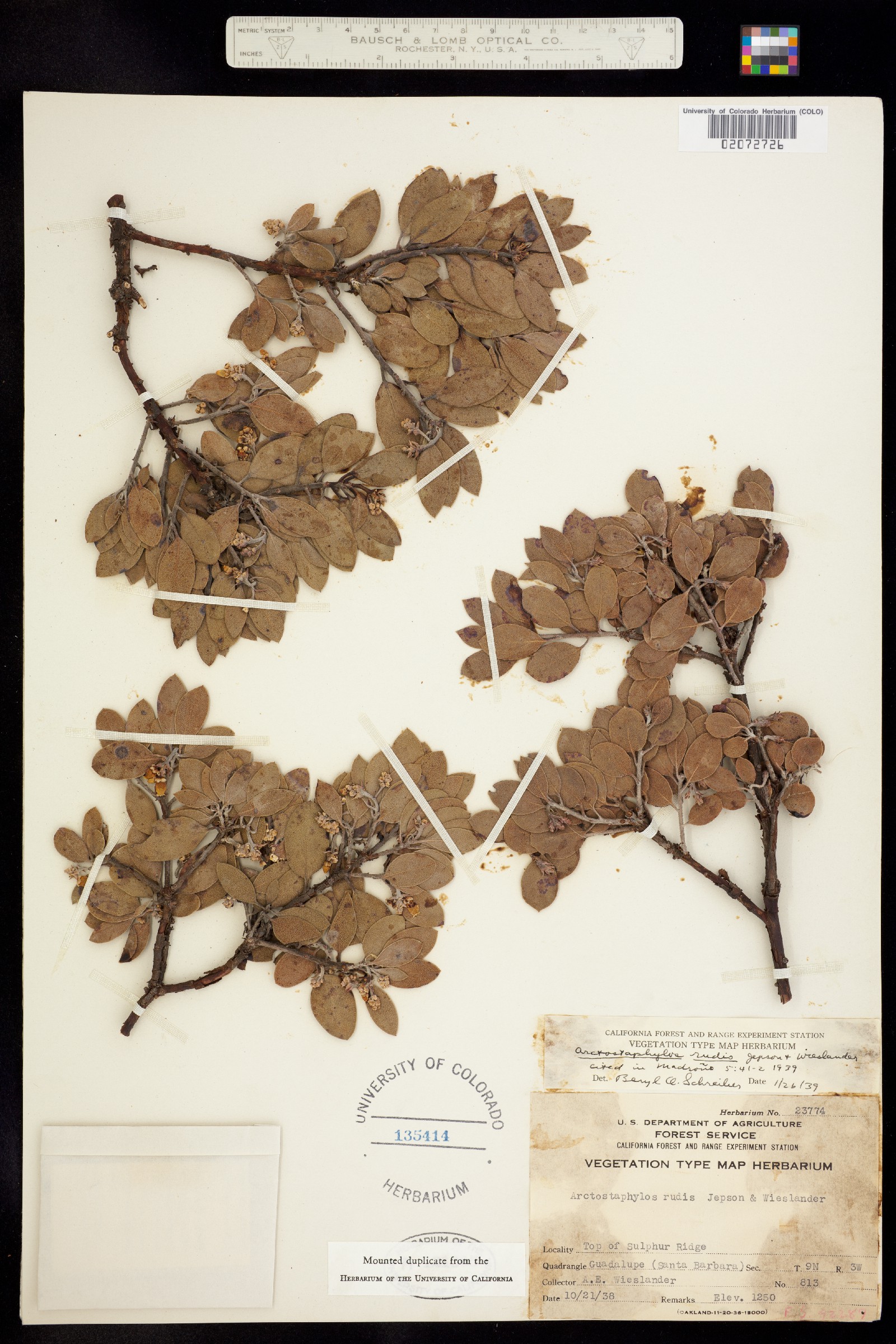 Arctostaphylos rudis image