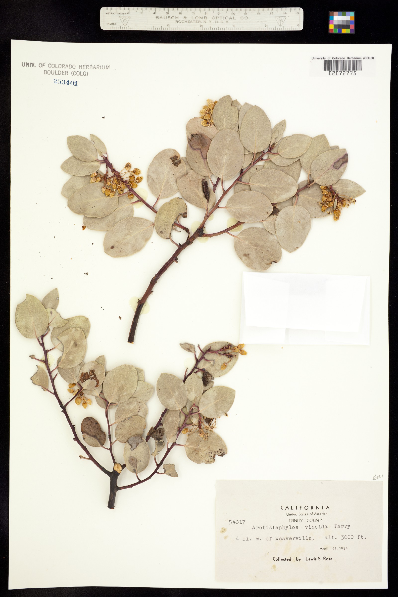 Arctostaphylos viscida image