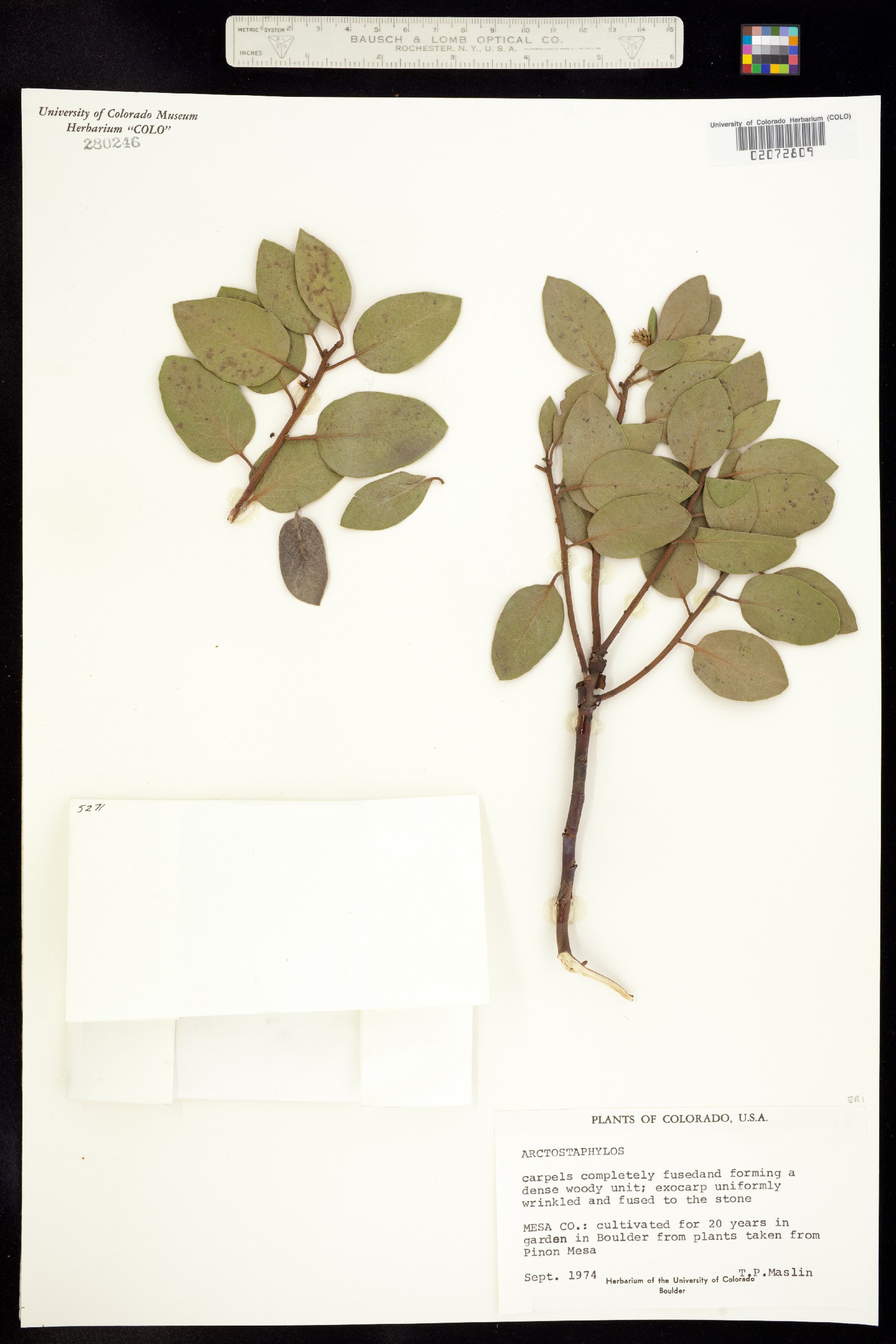 Arctostaphylos image