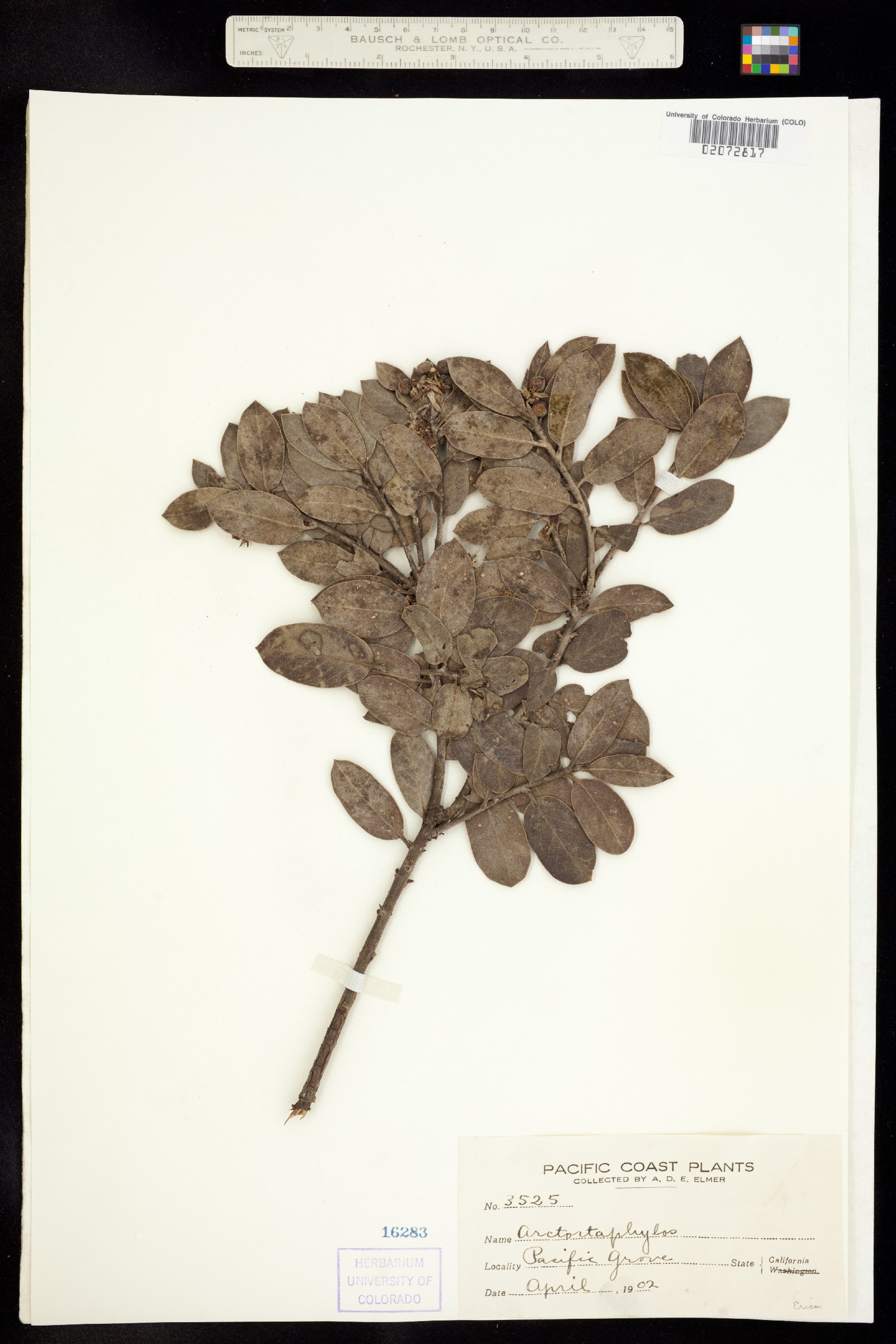 Ericaceae image