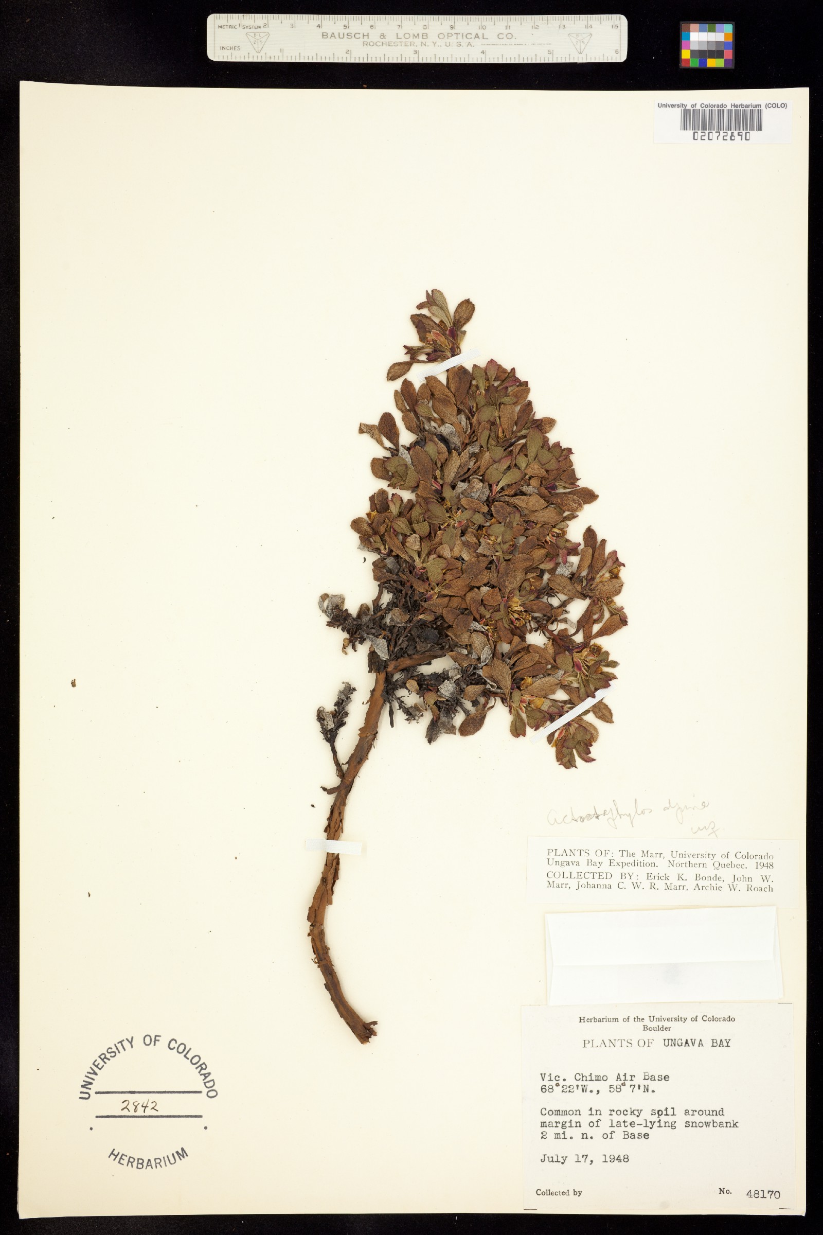 Arctostaphylos alpina image
