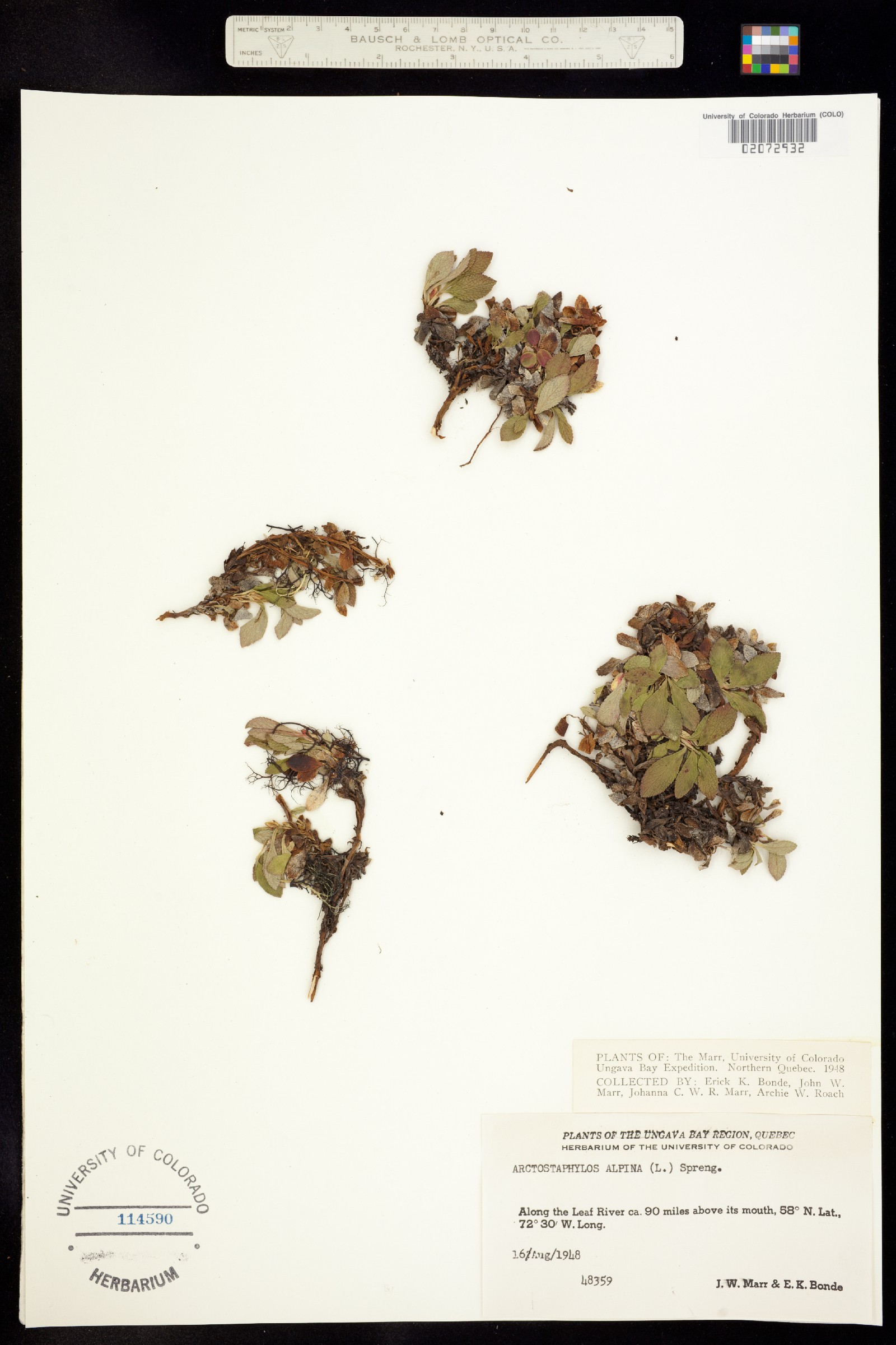 Arctostaphylos alpina image
